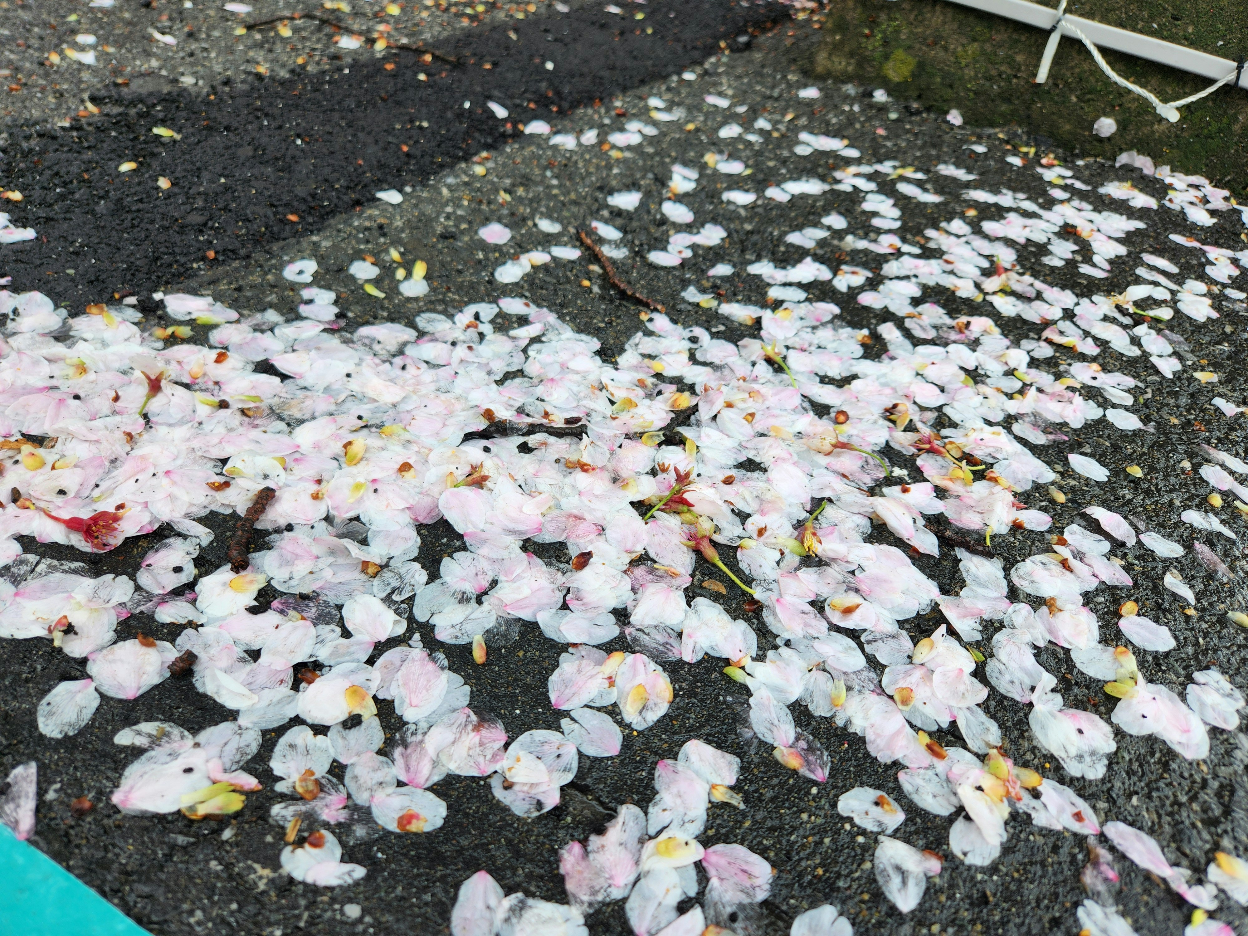A carpet of fallen cherry blossom petals scattered on wet pavement after rain