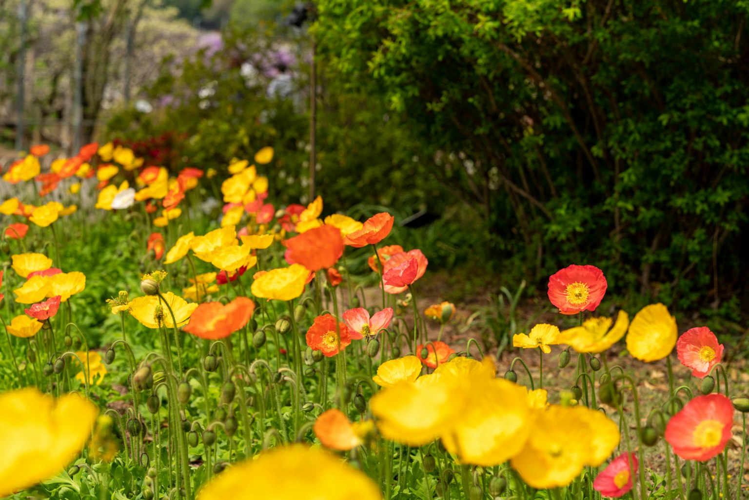Vibrant poppy flowers in yellow and orange hues in a garden
