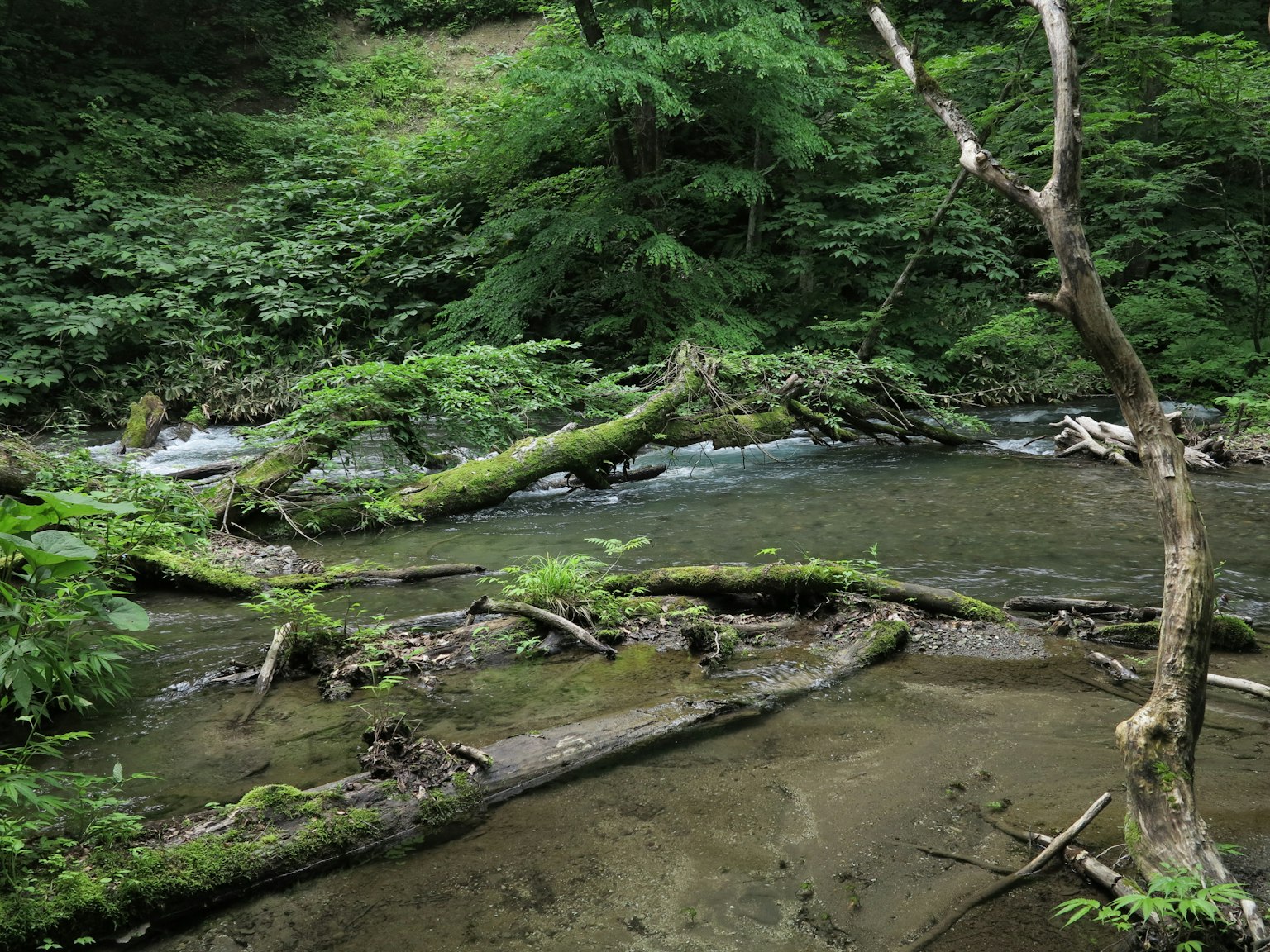 Un río sereno que fluye a través de una vegetación exuberante con árboles caídos