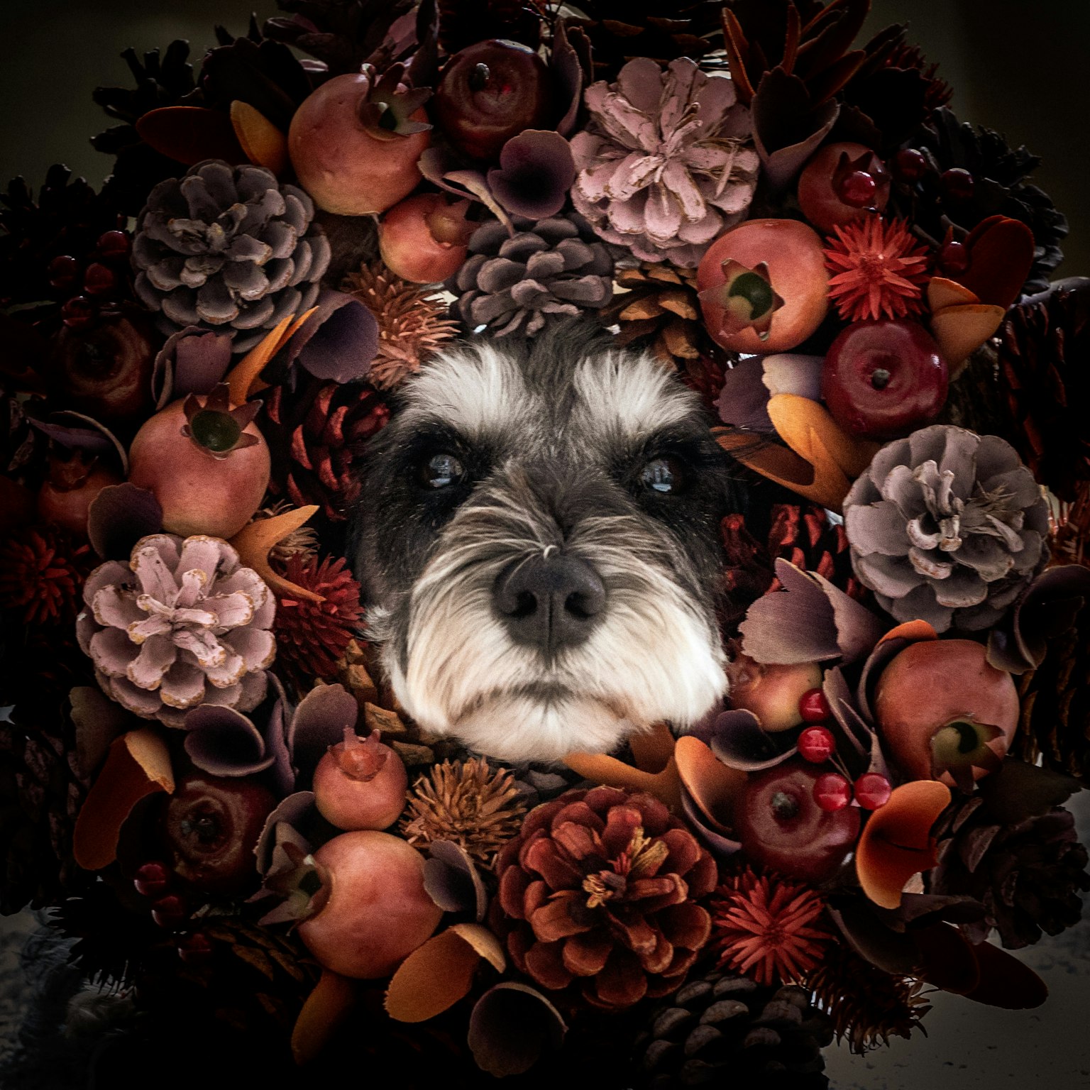 Cara de perro rodeada de una corona de flores y piñas