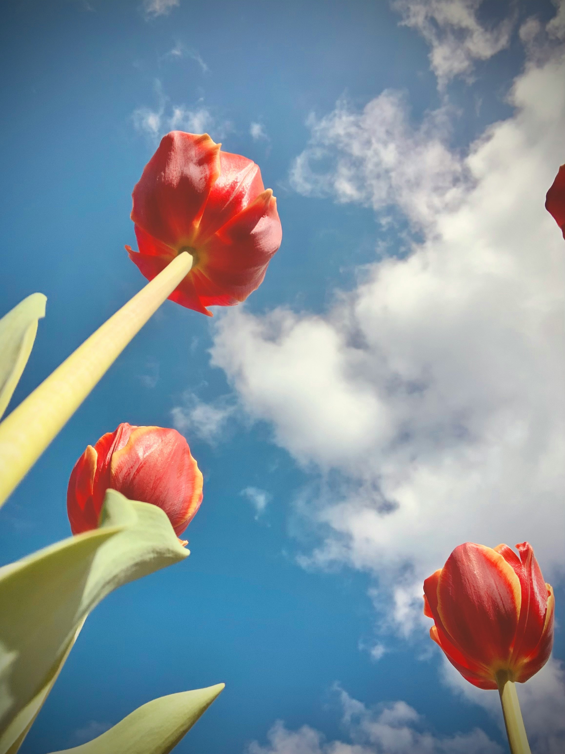 Tulipani rossi che si protendono verso un cielo blu