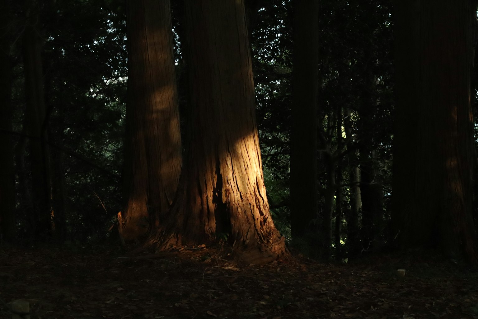 暗い森の中に立つ大きな木の幹に当たる光