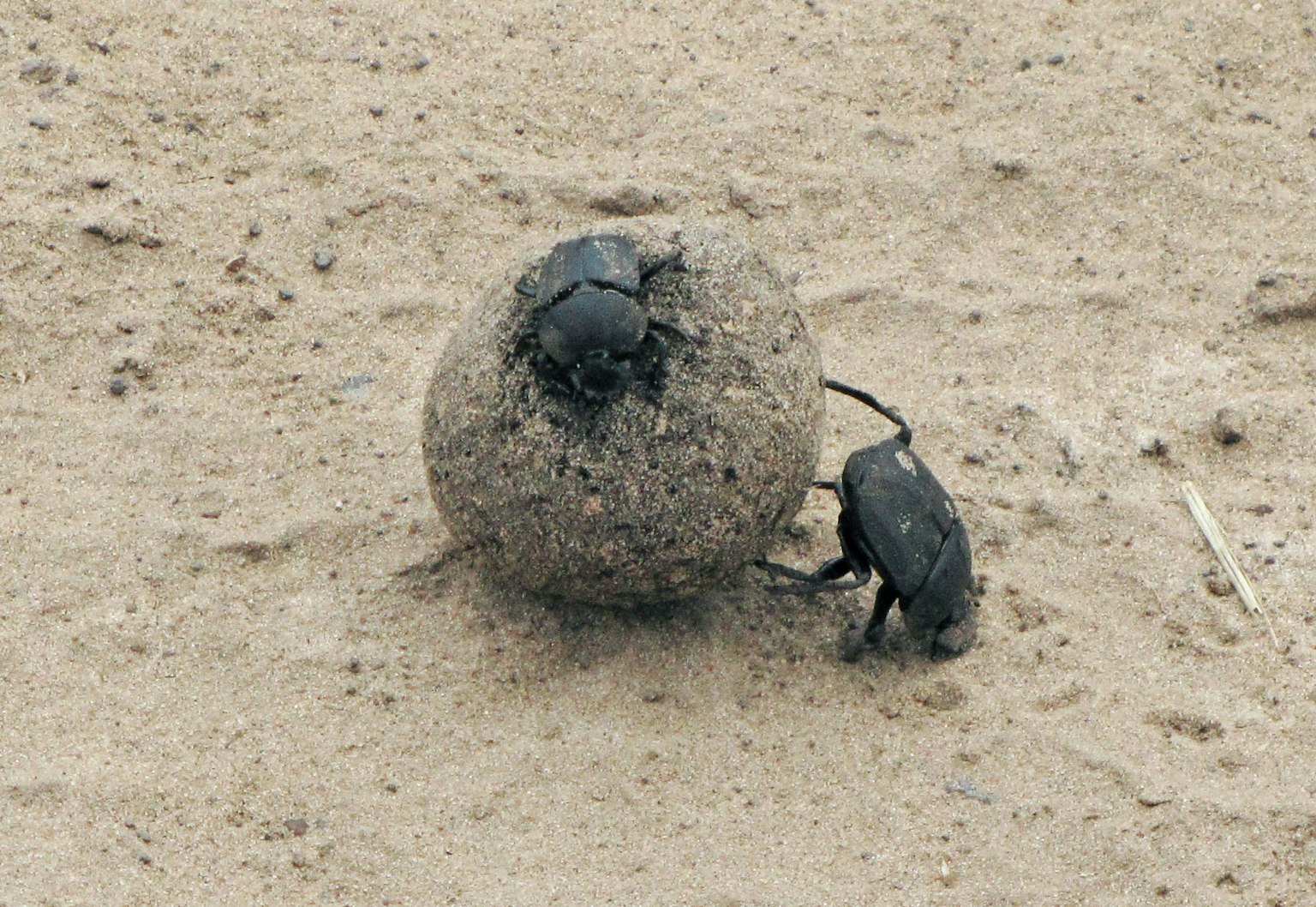 Zwei schwarze Käfer auf dem Boden, die eine Erdkugel rollen