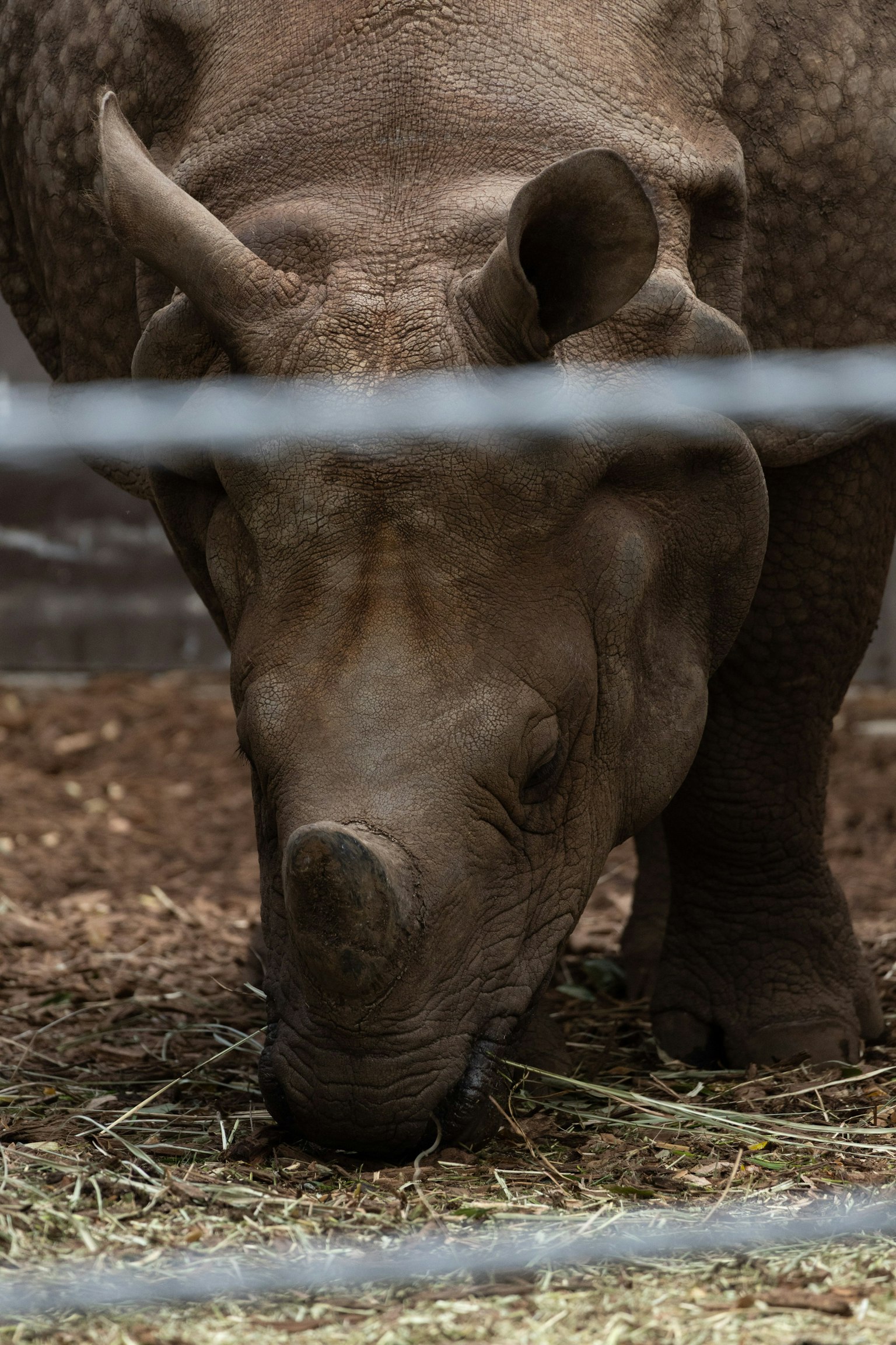 A rhinoceros feeding on grass in an enclosure