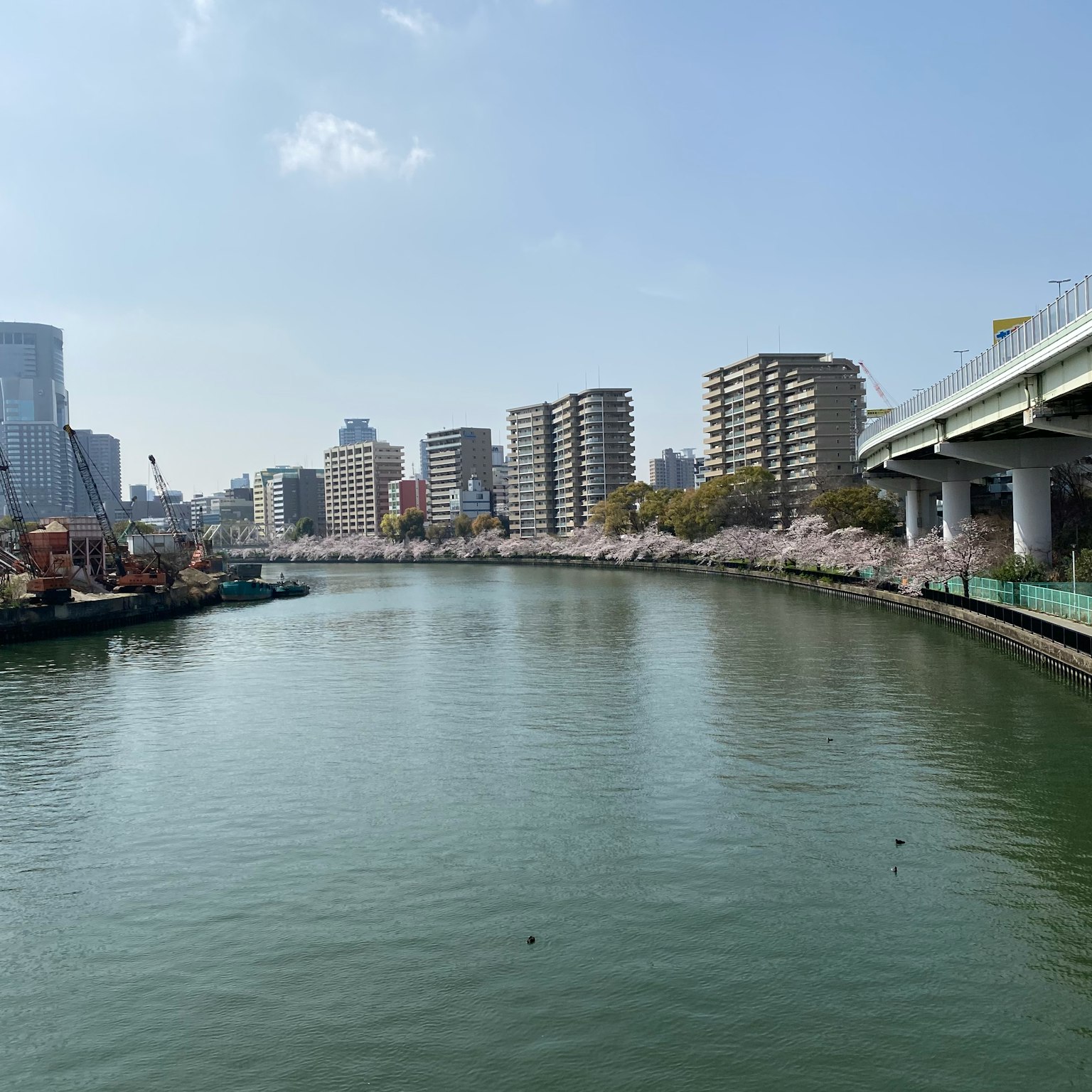 Vue de la rivière avec des cerisiers en fleurs et des gratte-ciels