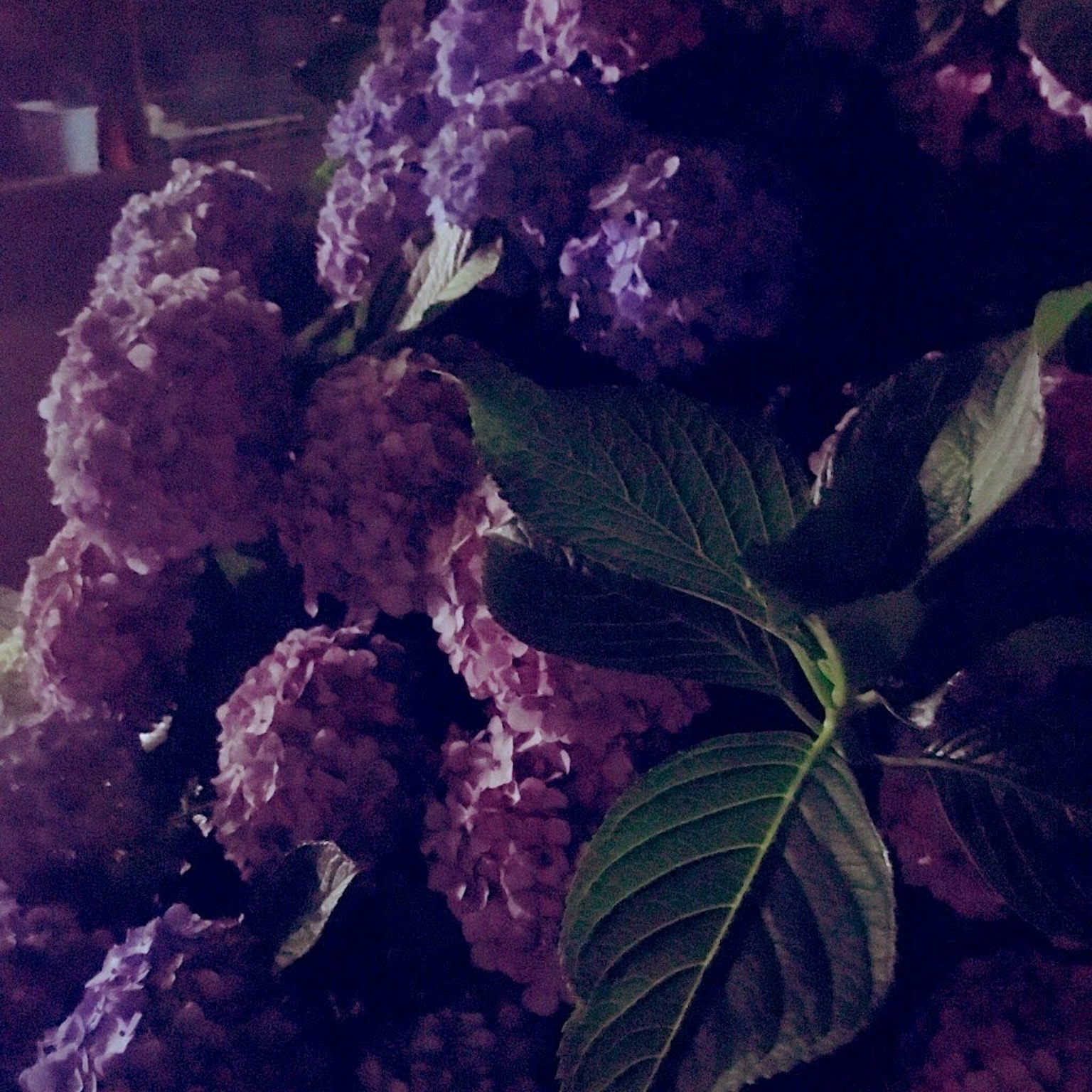 一束紫色花朵和绿色叶子的美丽花束