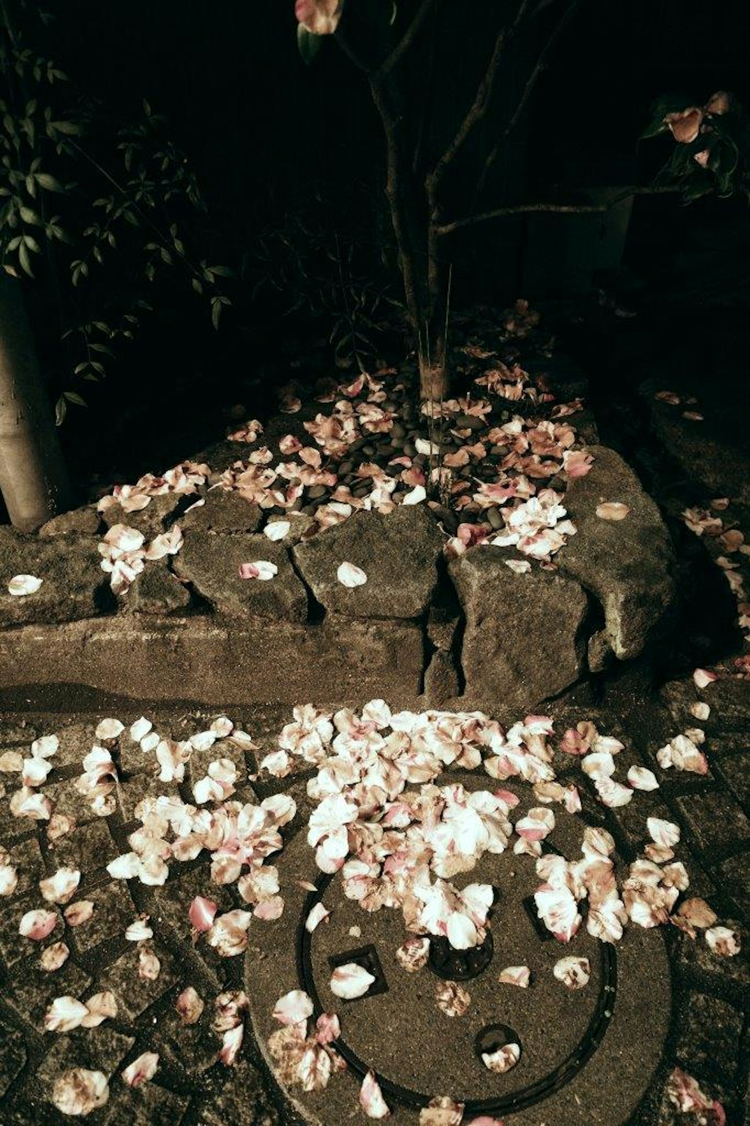 夜间花园中散落的樱花花瓣与石头排列