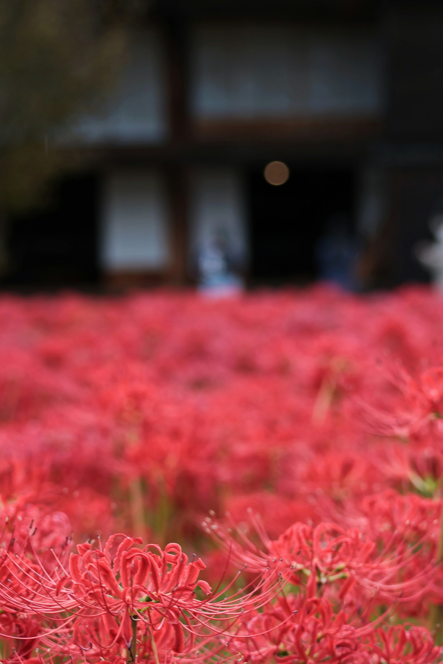 ทุ่งลิลลี่สีแดงกับอาคารเบลอในพื้นหลัง