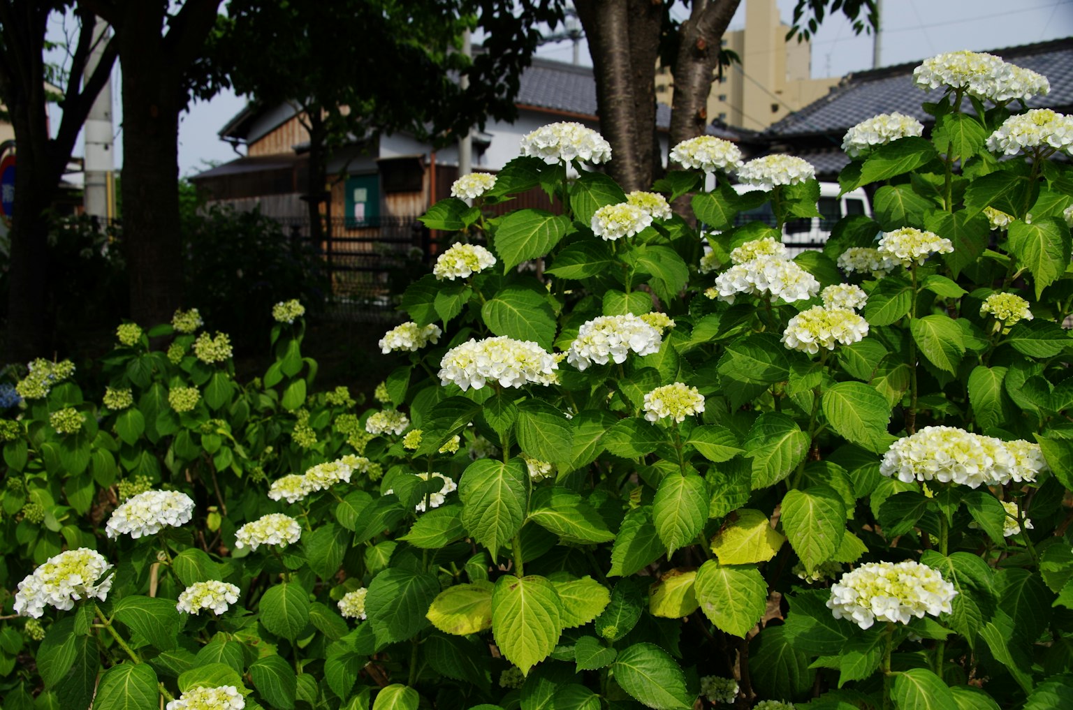 Eine Gartenszene mit Gruppen von weißen Hortensienblüten und grünen Blättern