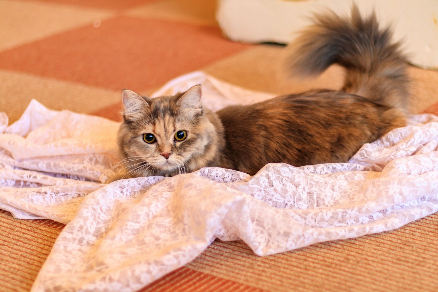 Flauschige Katze entspannt sich auf einer gemusterten Decke