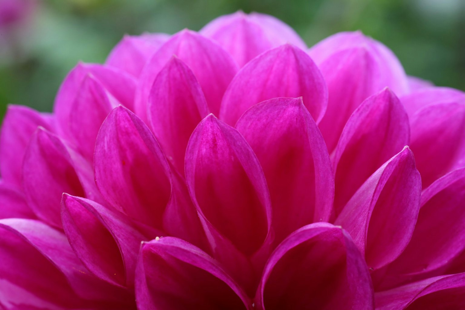 Nahaufnahme von lebhaften rosa Dahlienblütenblättern