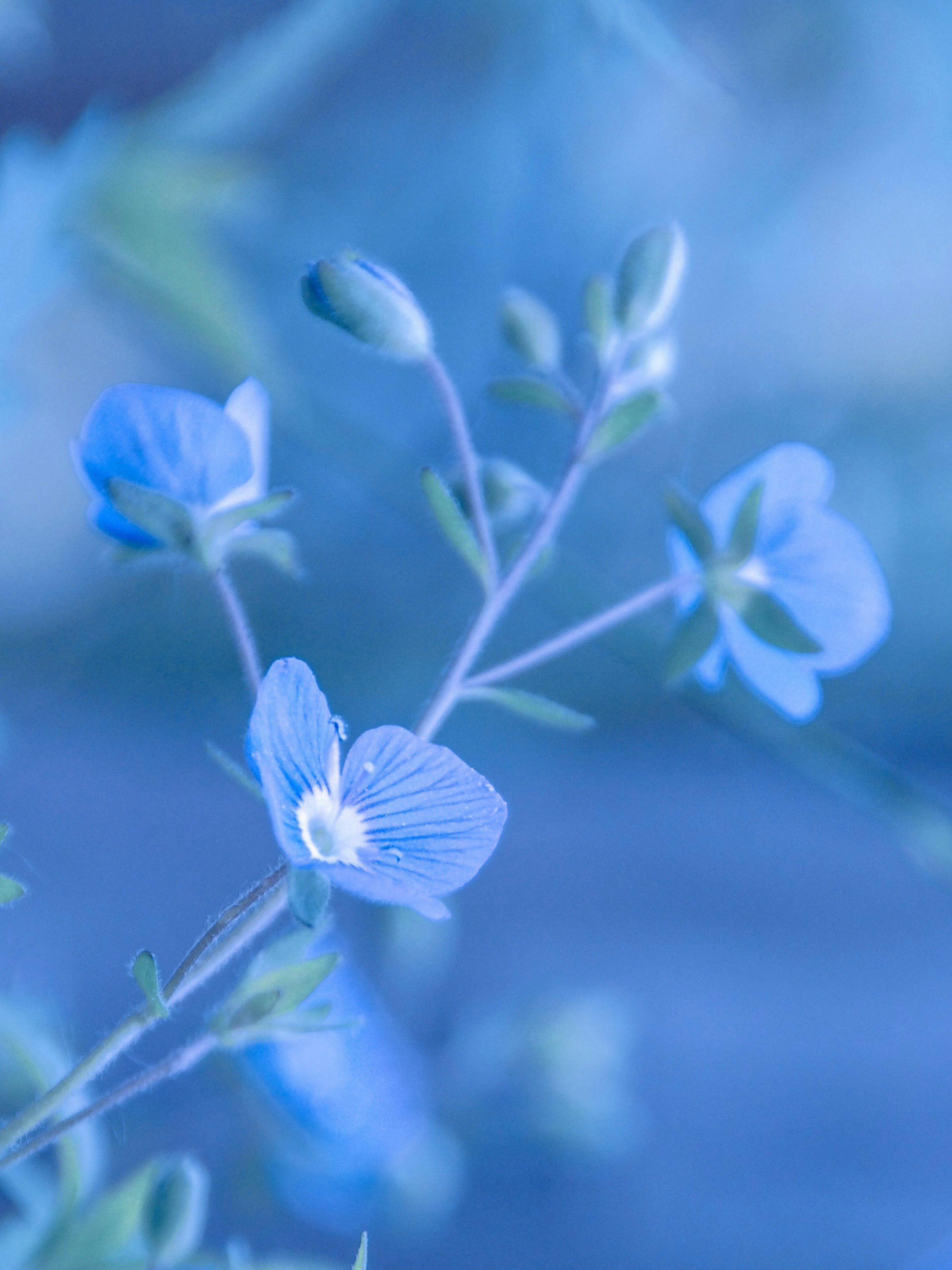 Gros plan de petites fleurs bleues