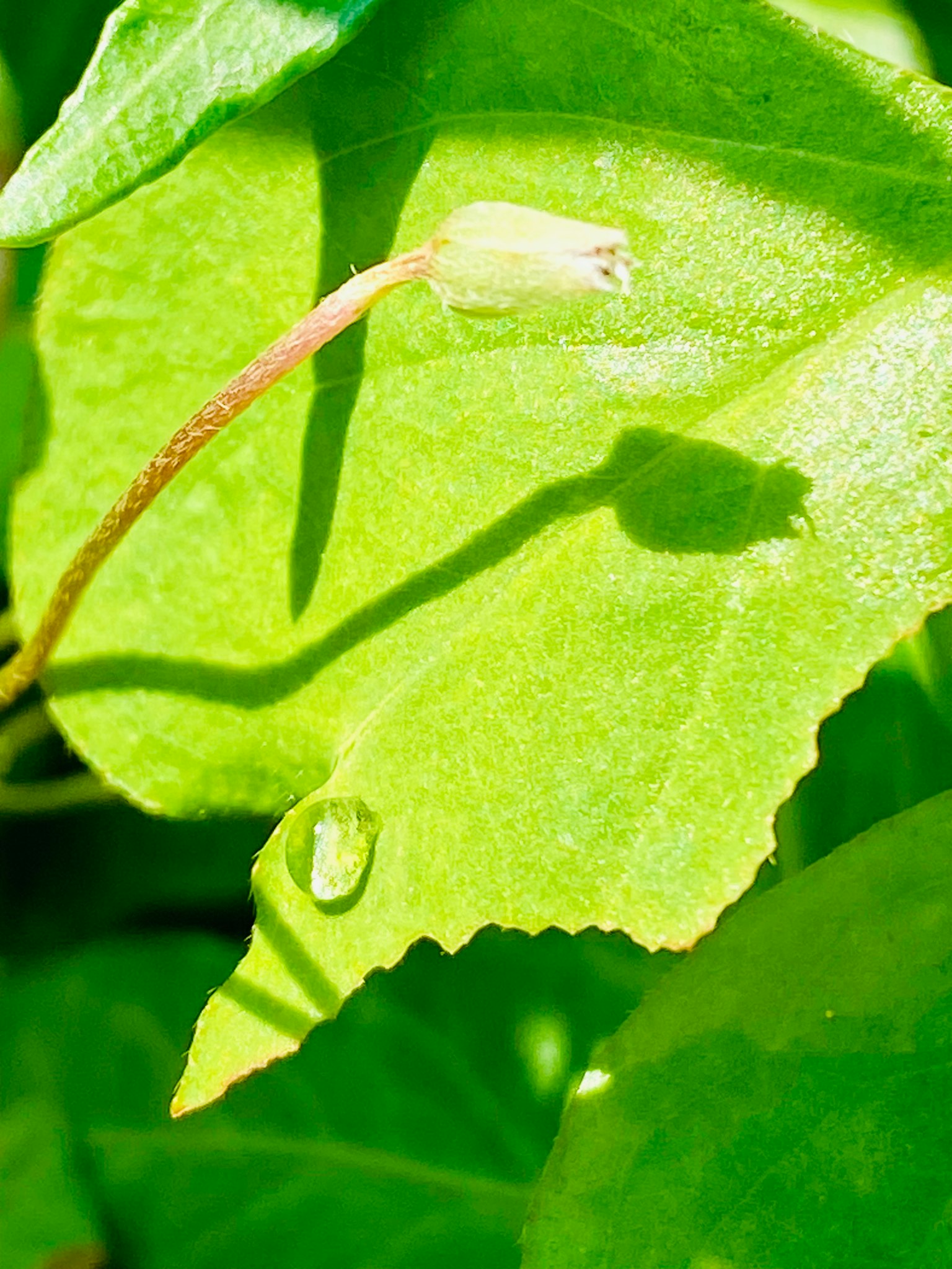 Ein grünes Blatt mit einem Wassertropfen und einem Schatten