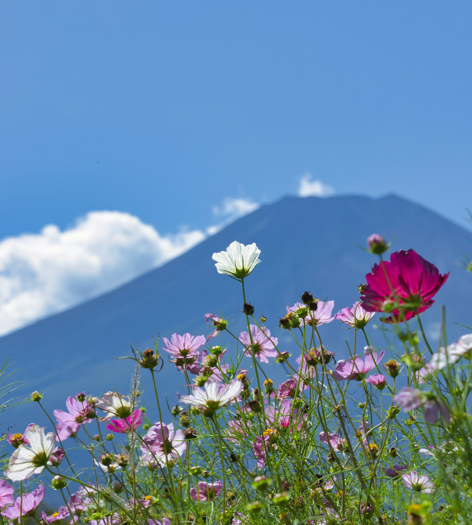 앞景의 형형색색의 꽃과 배경의 후지산
