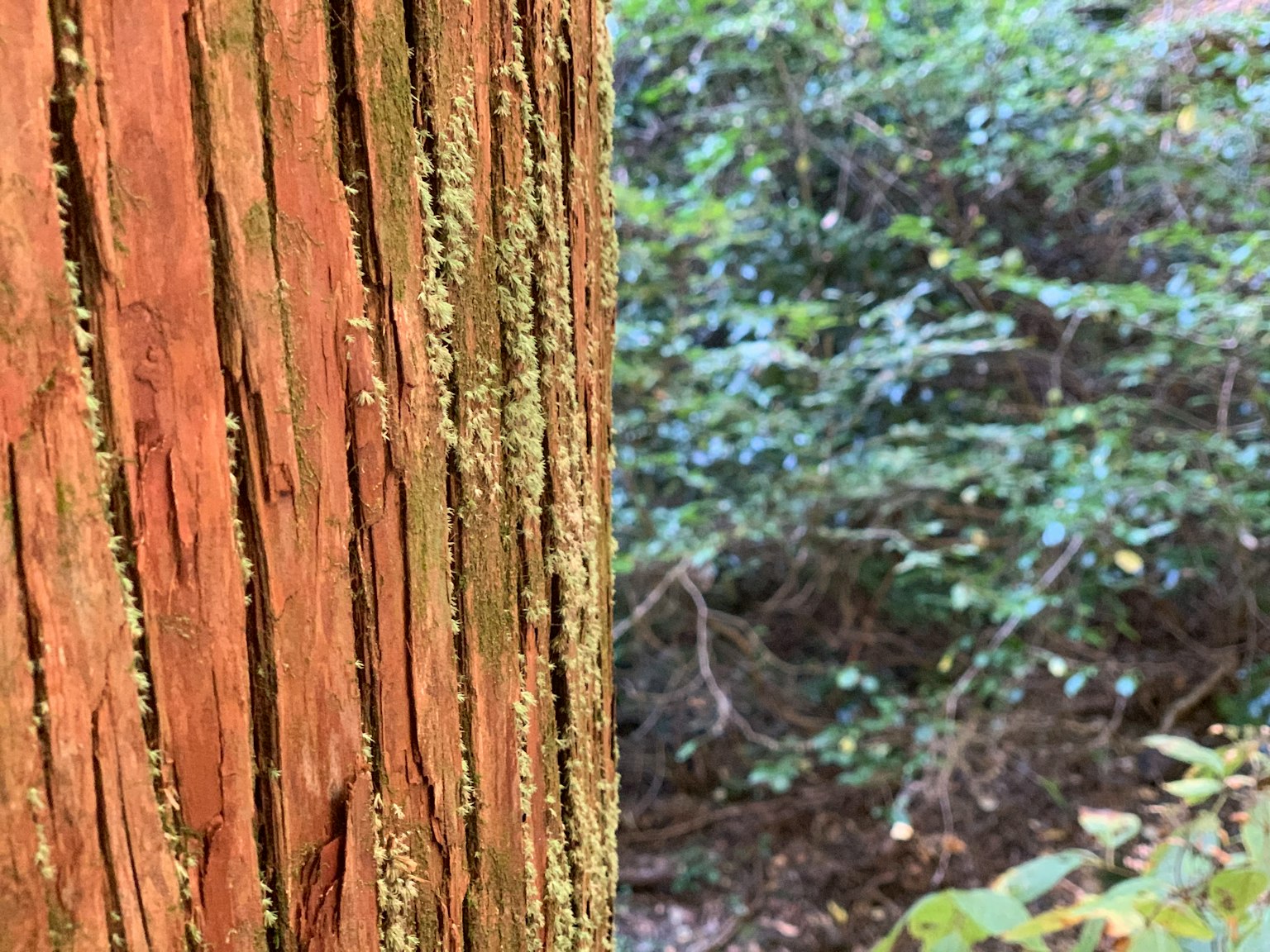 Primo piano di un tronco d'albero con muschio verde visibile