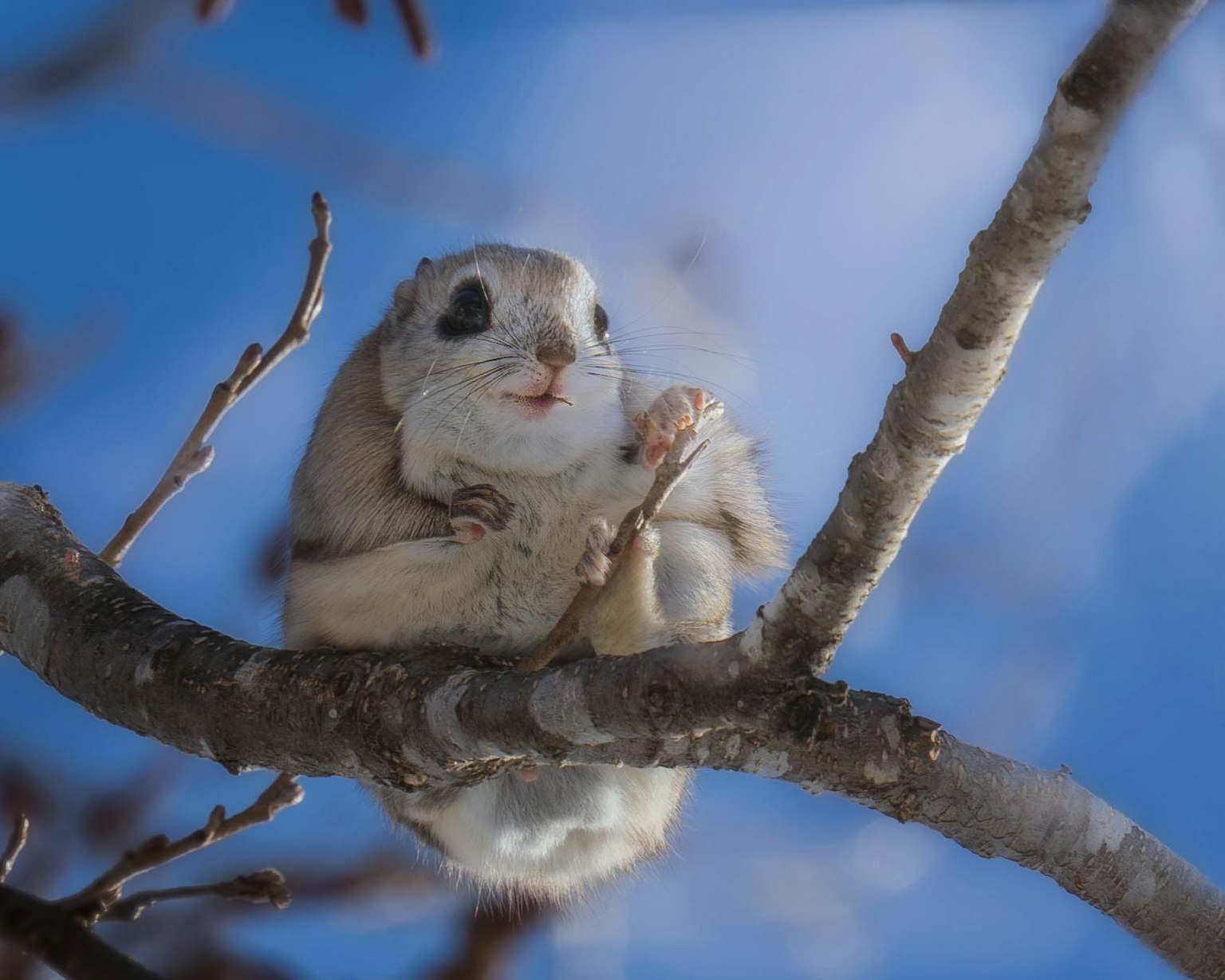 A small squirrel-like animal perched on a tree branch against a blue sky