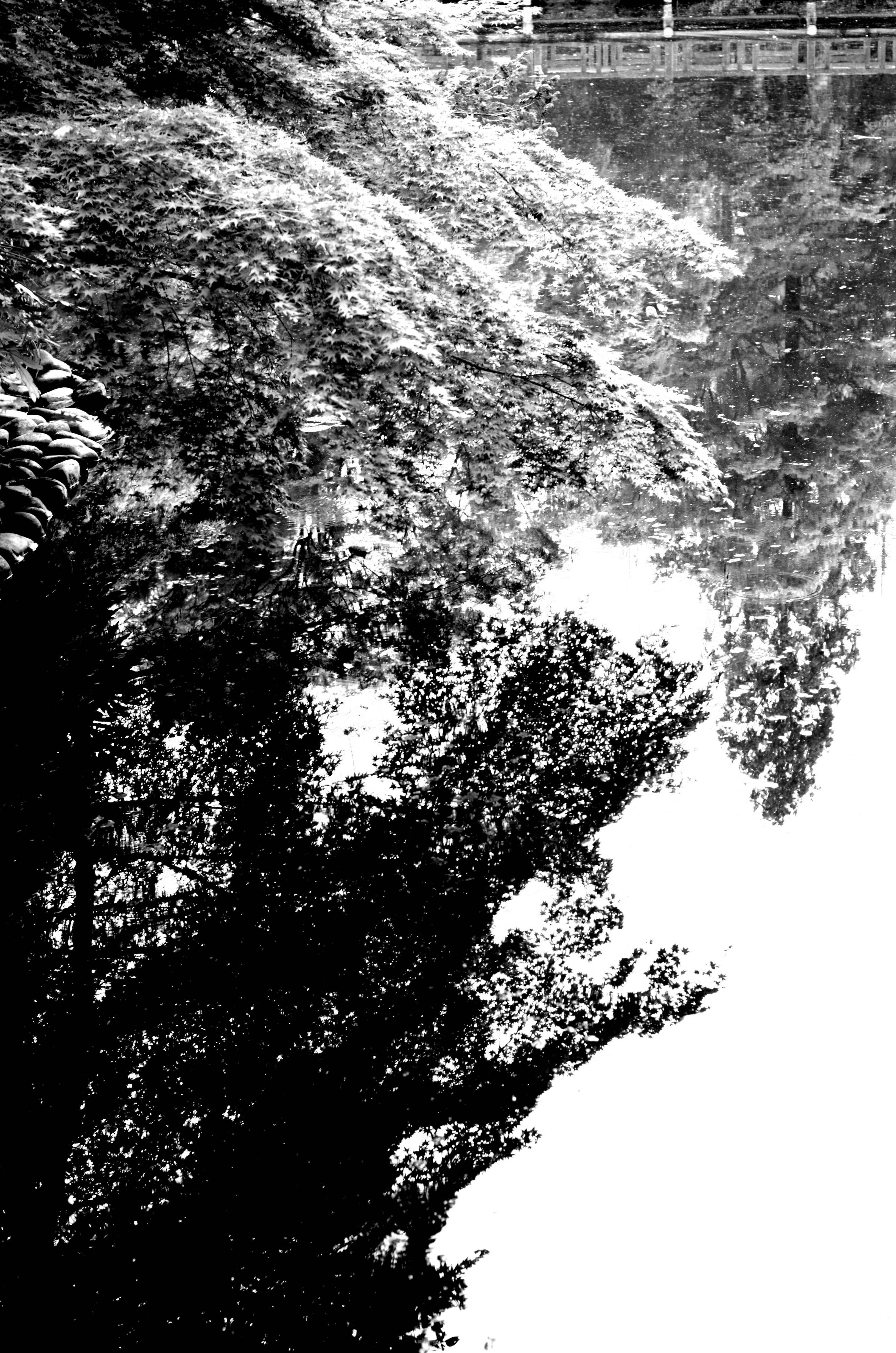Paisaje de parque: árboles verdes frondosos reflejados en el agua