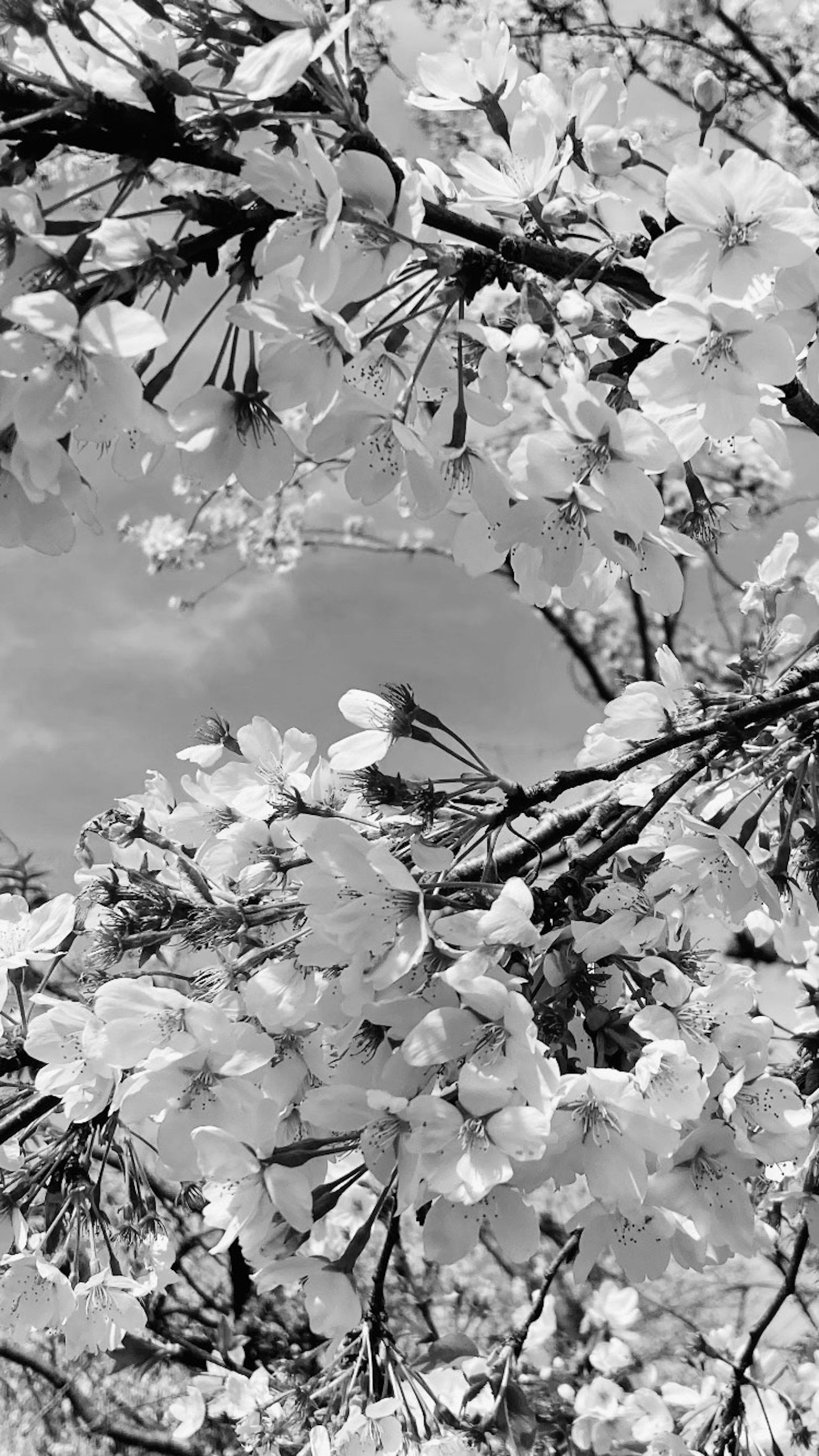 Black and white image of cherry blossoms with full bloom against a blue sky