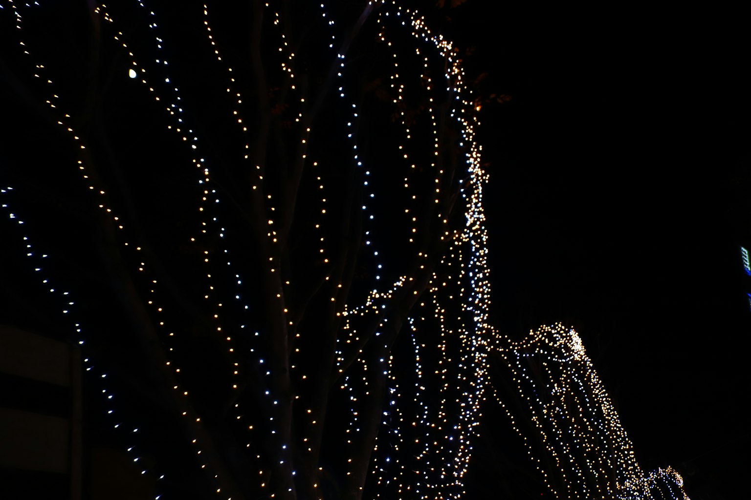 ภาพใกล้ของกิ่งไม้ตกแต่งด้วยไฟสีขาวบนท้องฟ้ามืด