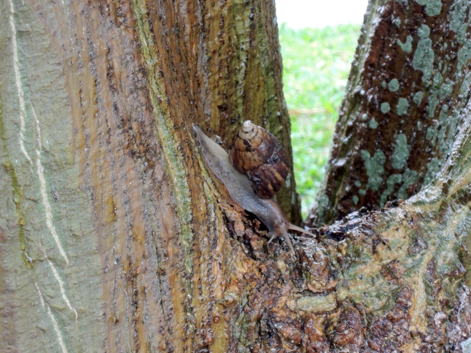 Una cicala appollaiata su un tronco d'albero che mostra una texture della corteccia intricata