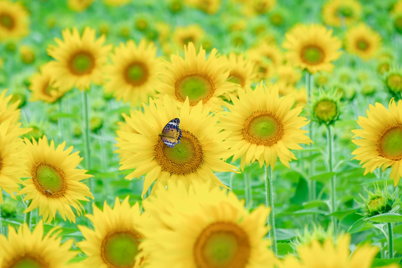 Abeja en un girasol en un campo amarillo vibrante