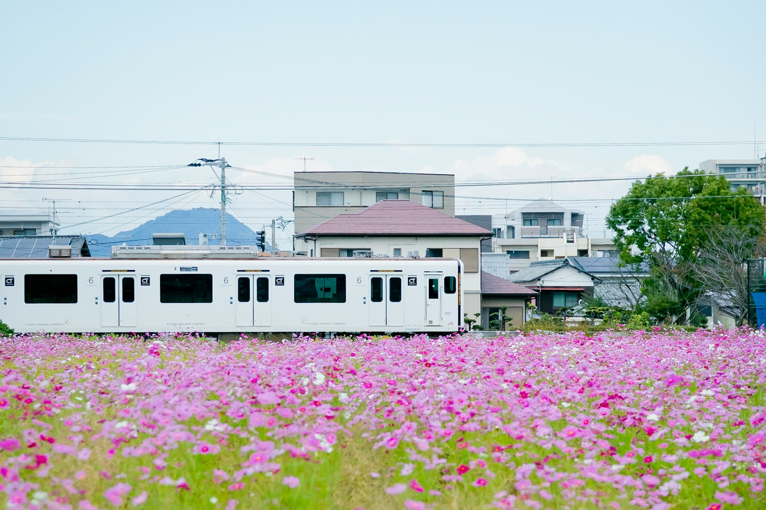 一列白色火車經過五彩繽紛的花田