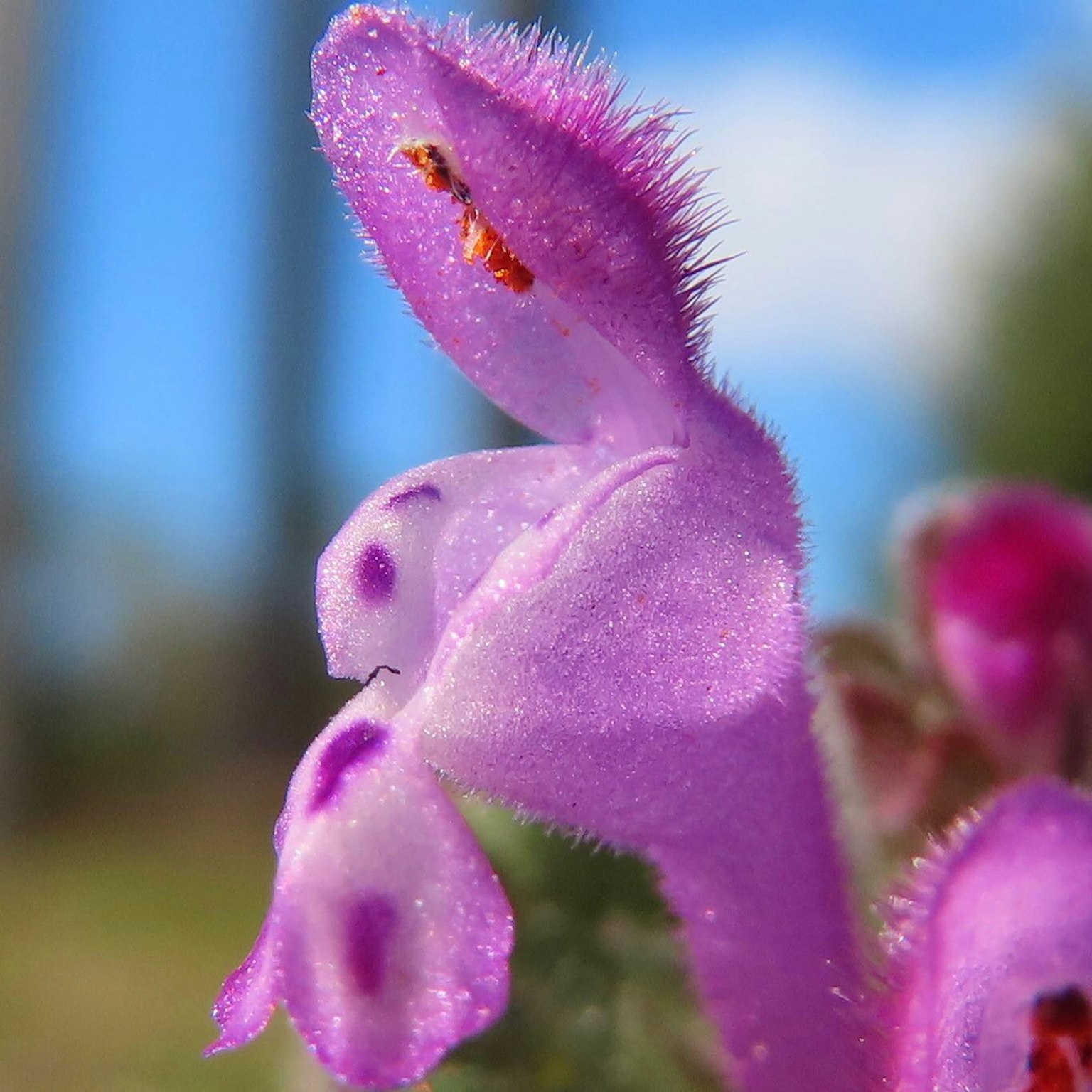 Close-up of a vibrant purple flower with fine hairs and a small insect visible