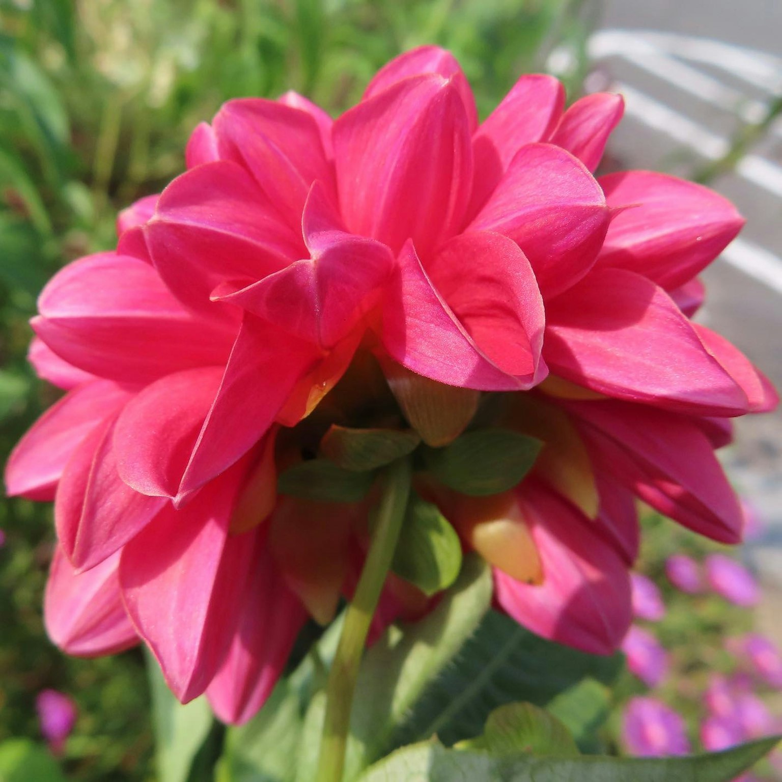 Vibrant pink dahlia flower in bloom