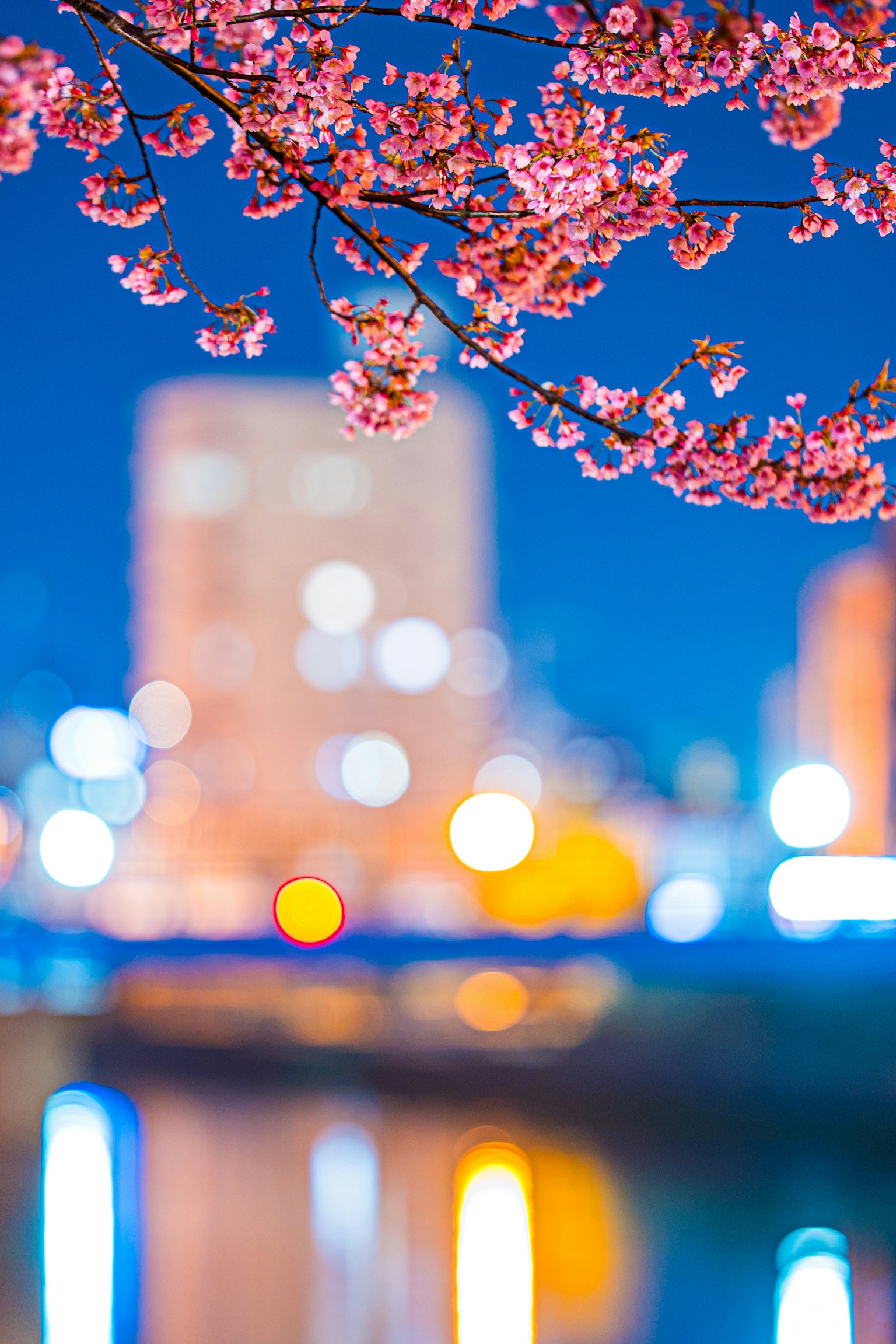 ซากุระในเวลากลางคืนกับทิวทัศน์เมืองที่เบลอ