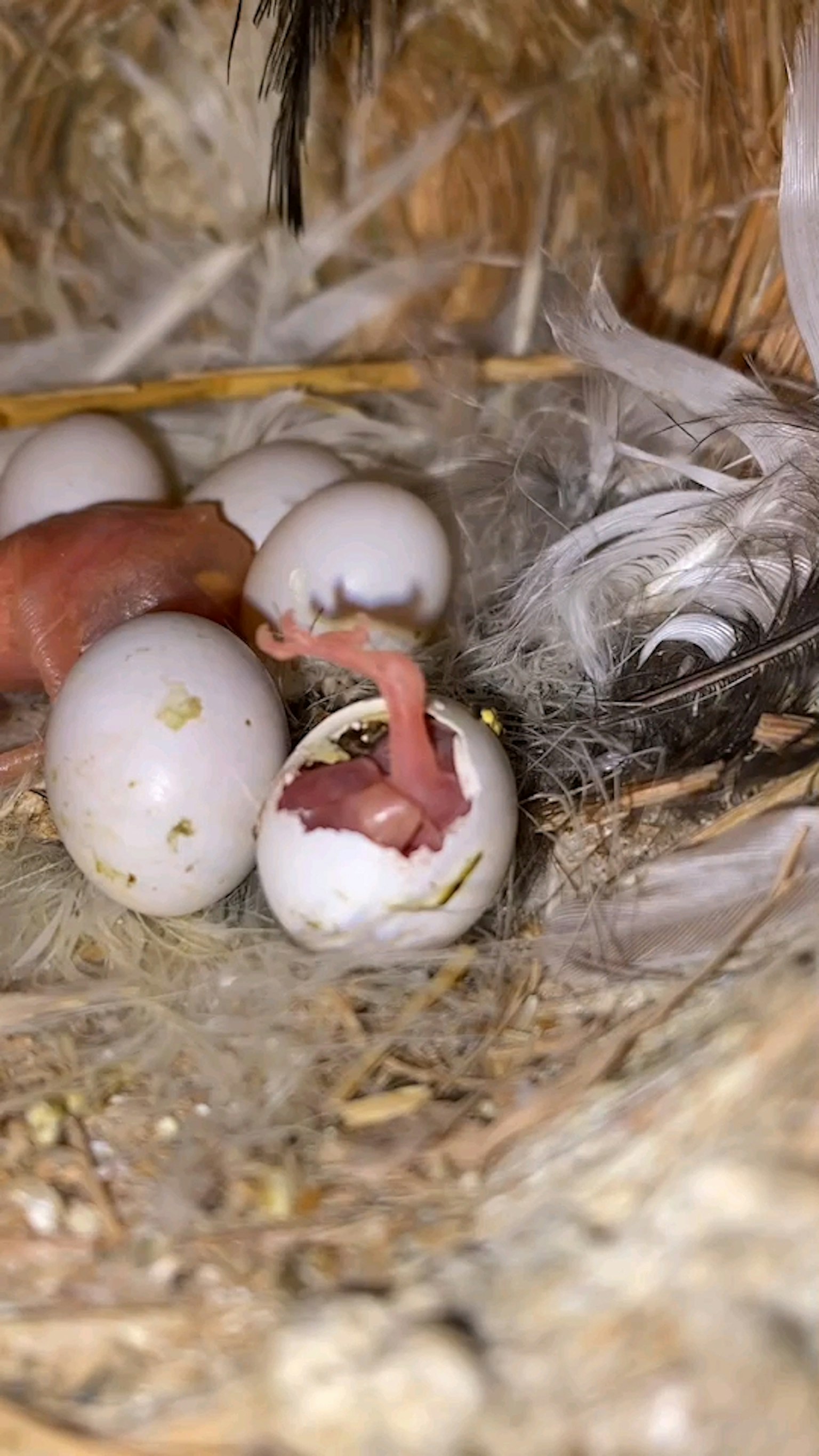 Anak ayam yang baru menetas keluar dari telur dikelilingi telur lainnya