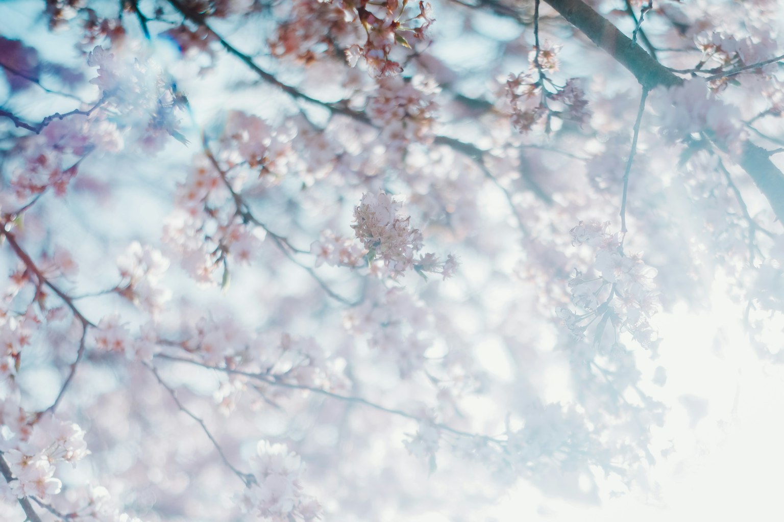 Image floue de branches de cerisier en fleurs