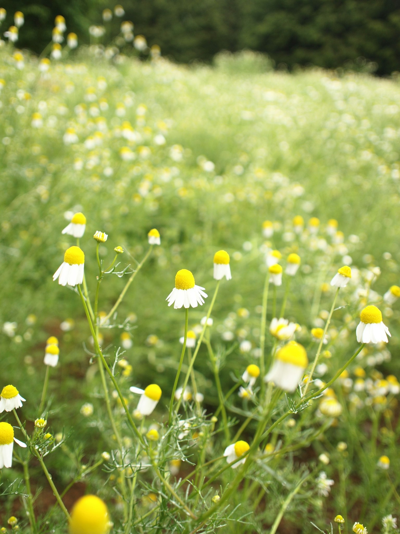 A field of yellow and white flowers in bloom