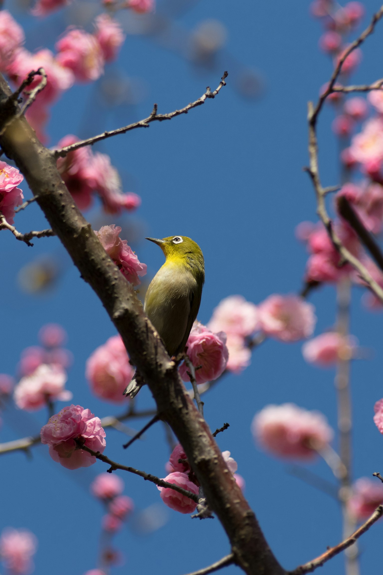 Oiseau jaune perché sur une branche de cerisier sous un ciel bleu