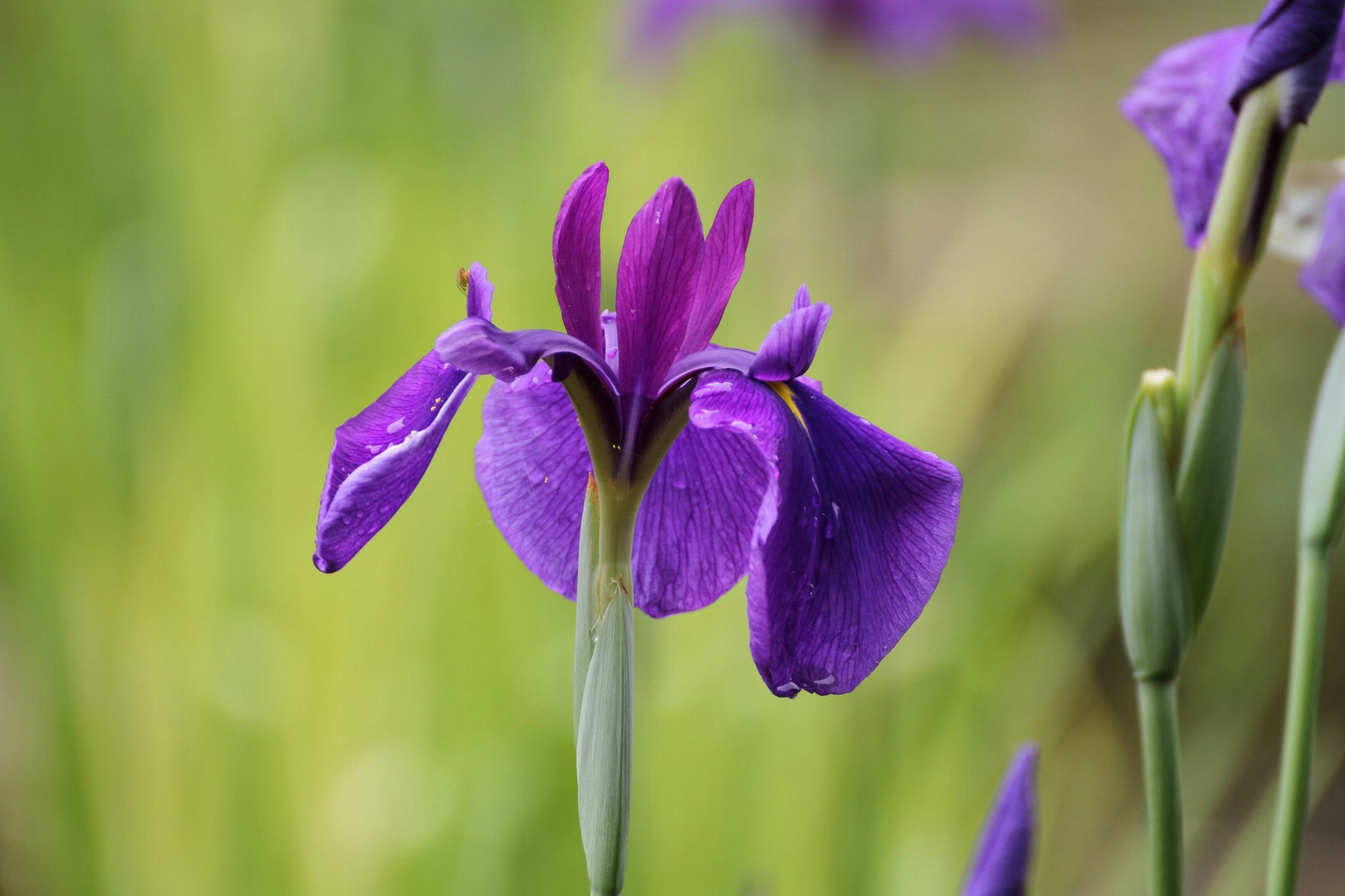 紫のアヤメの花のクローズアップ