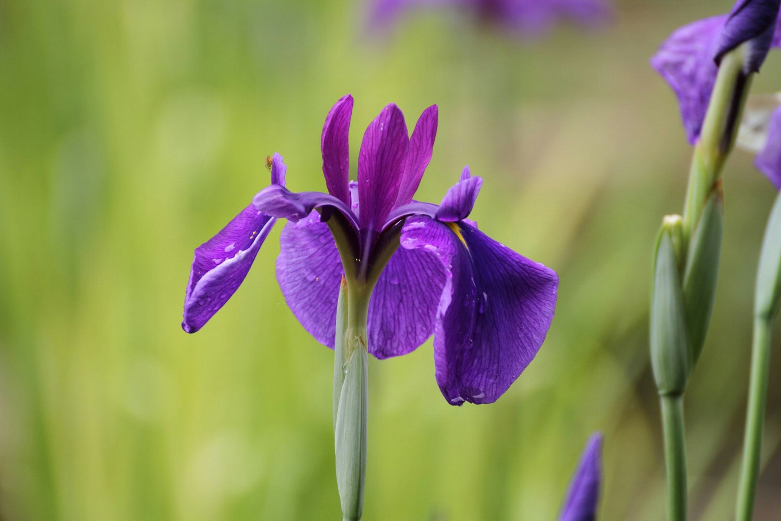 Fleur d'iris violette vibrante sur fond vert