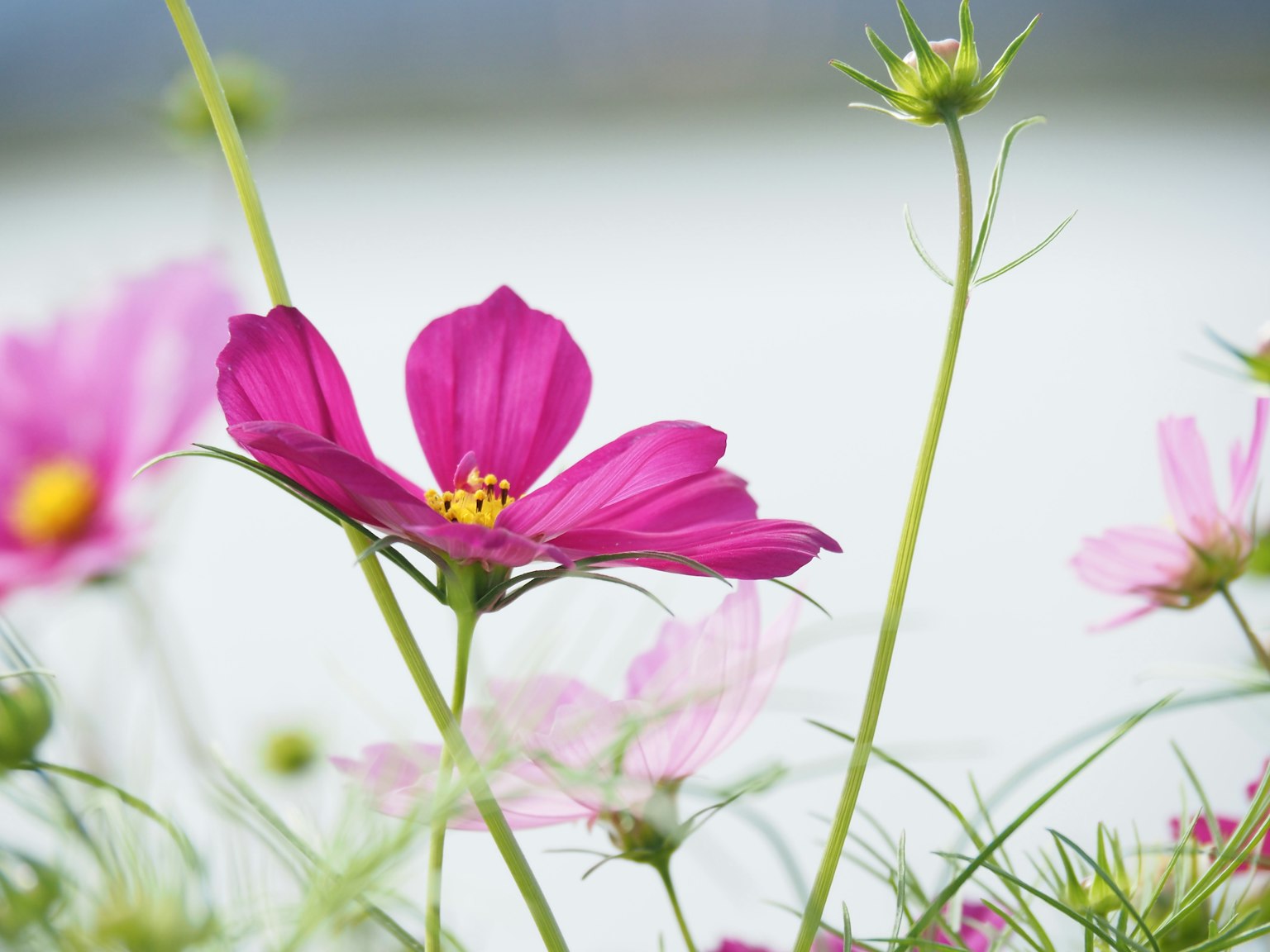 Fiore di cosmos rosa vivace con steli verdi in un ambiente naturale