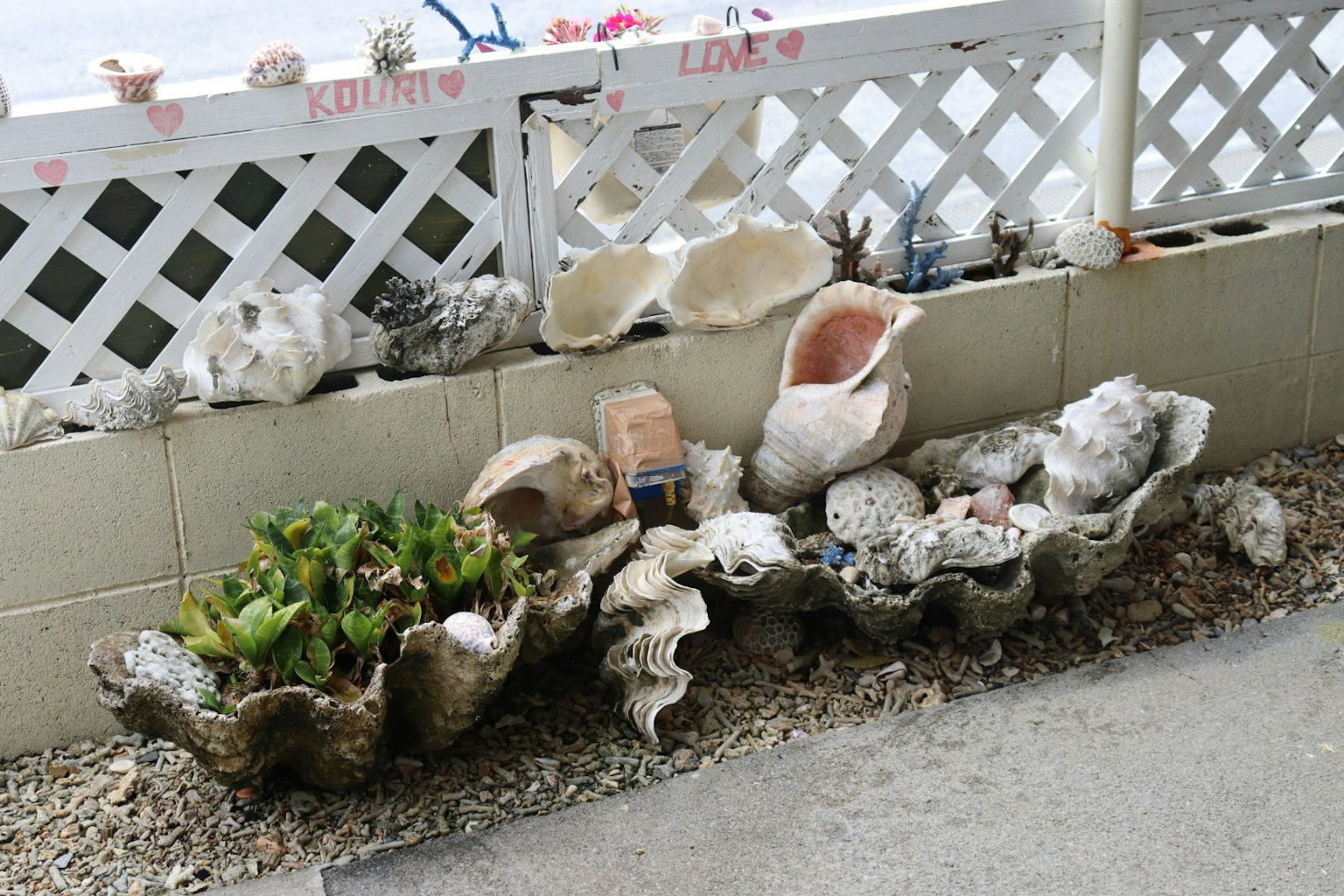 白色圍籬旁的貝殼和植物裝飾展示