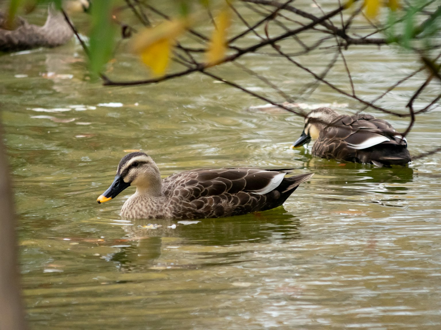 Zwei Enten schwimmen auf einem Teich, umgeben von Natur