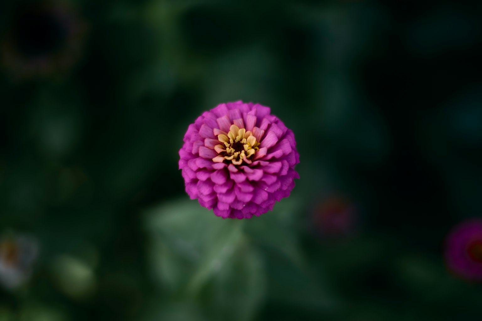 Primo piano di un fiore viola con un centro giallo