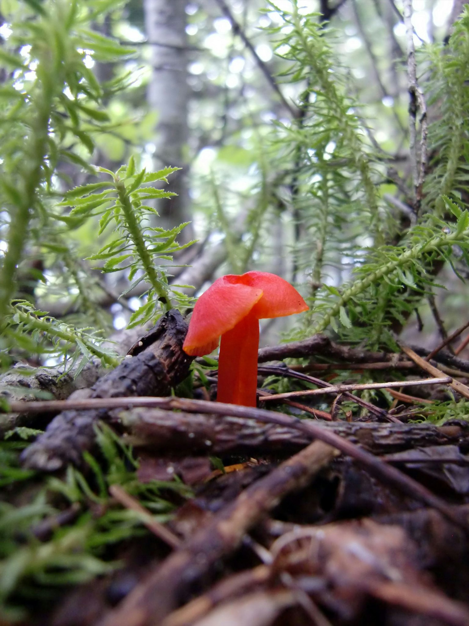Roter Pilz in einem Wald mit grünem Moos