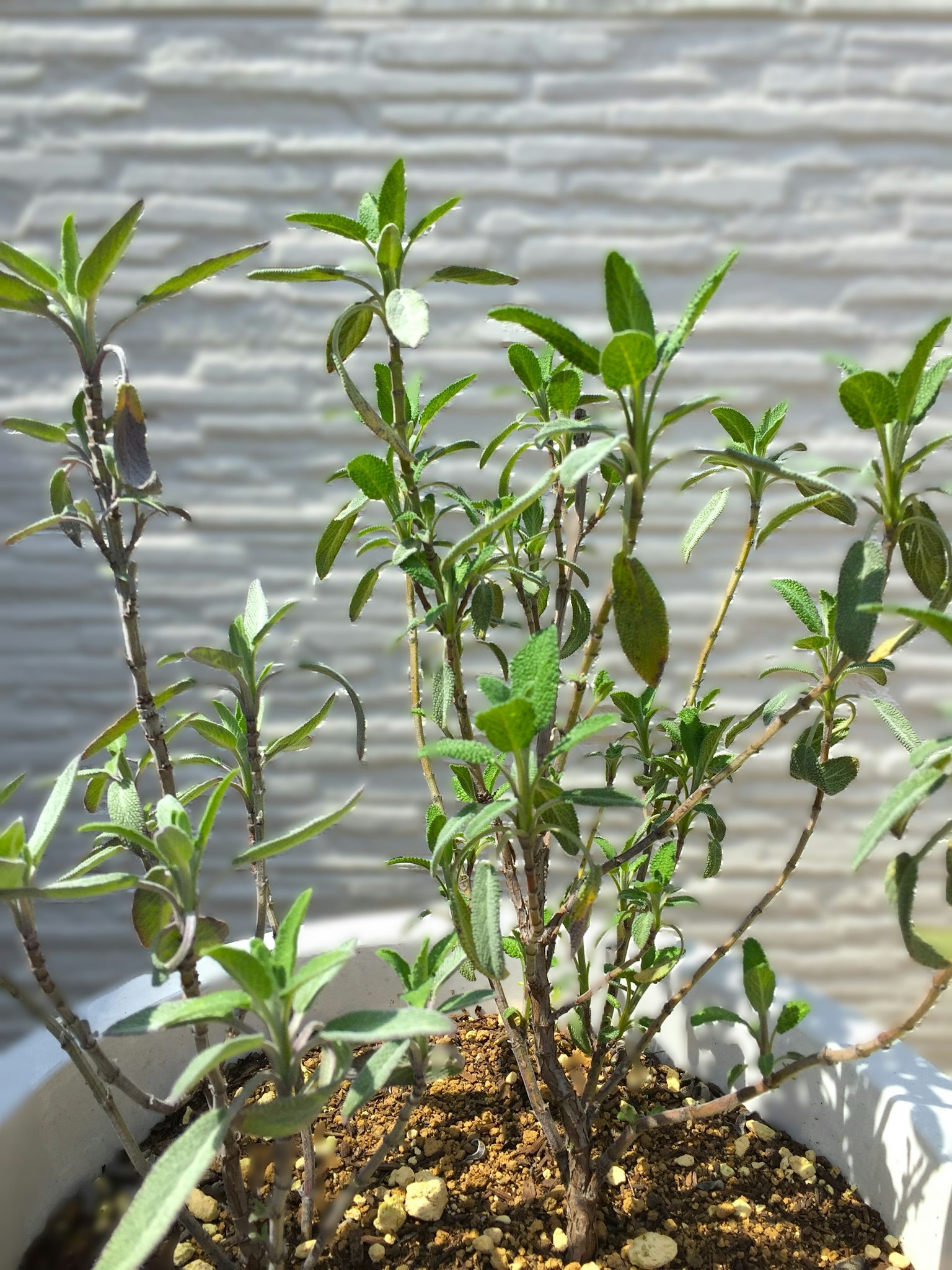 Pequeñas plantas verdes con hojas exuberantes en una maceta blanca