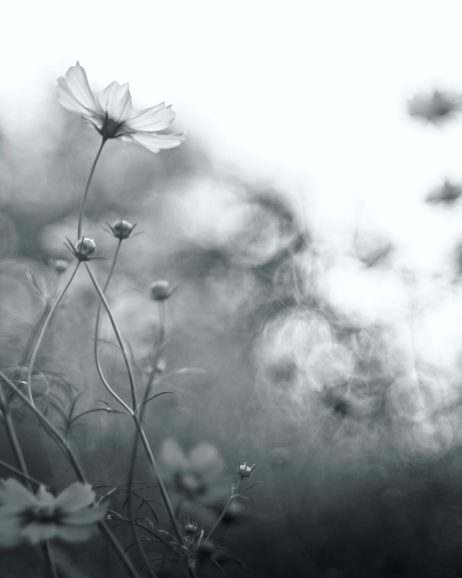 photo-NWK8db9fHZBoyJ6yMAlC-image
