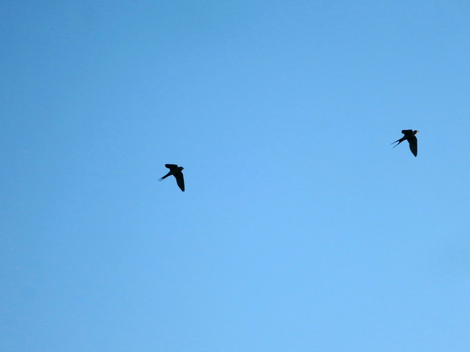 Silhouette di due uccelli che volano in un cielo blu
