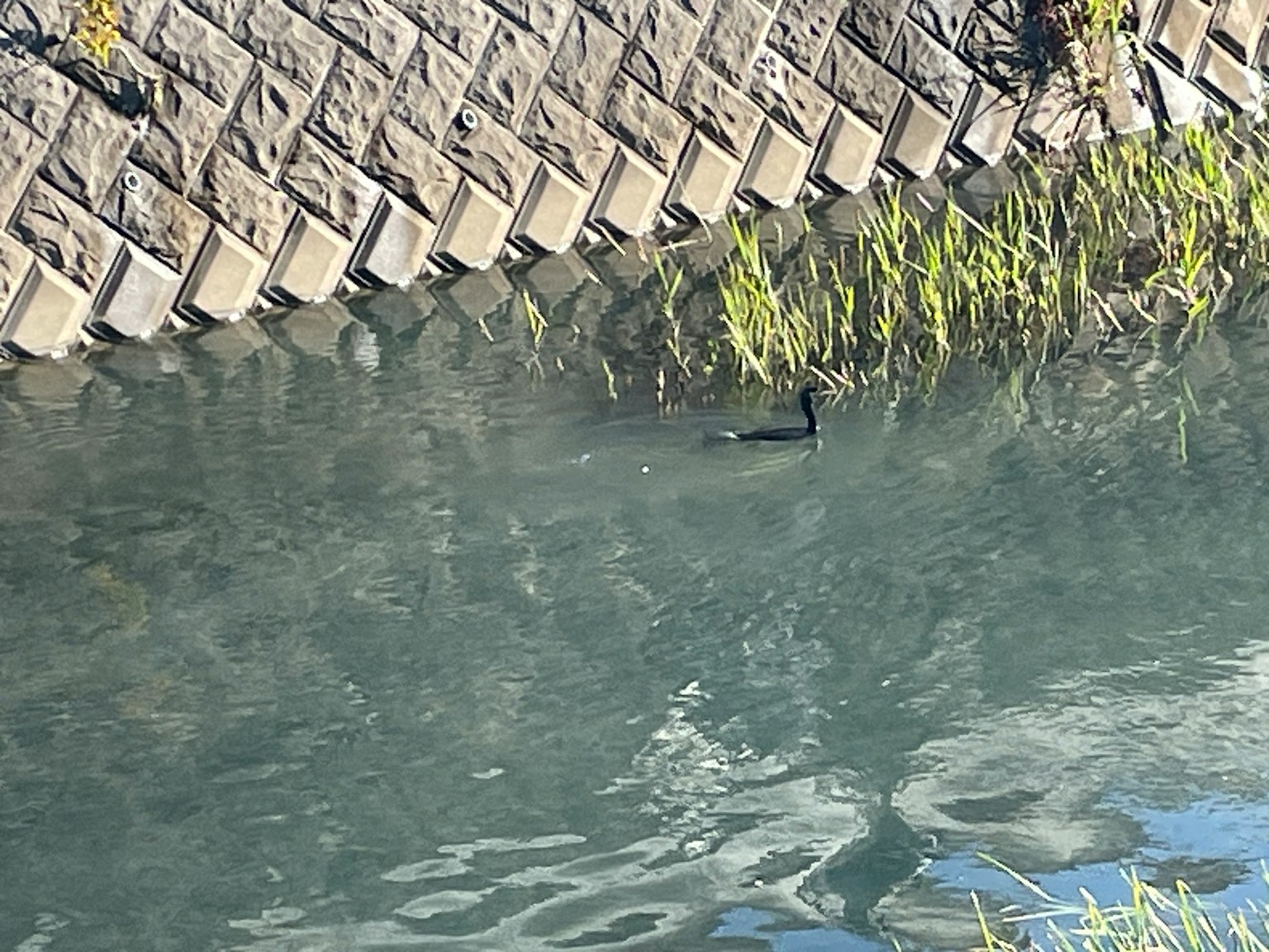 水面上漂浮著一隻黑鳥，附近有綠色草叢