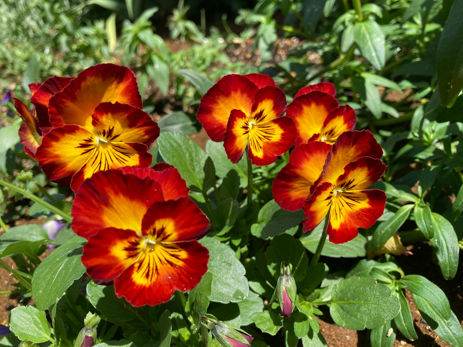 Hoa pansy đỏ và cam rực rỡ đang nở