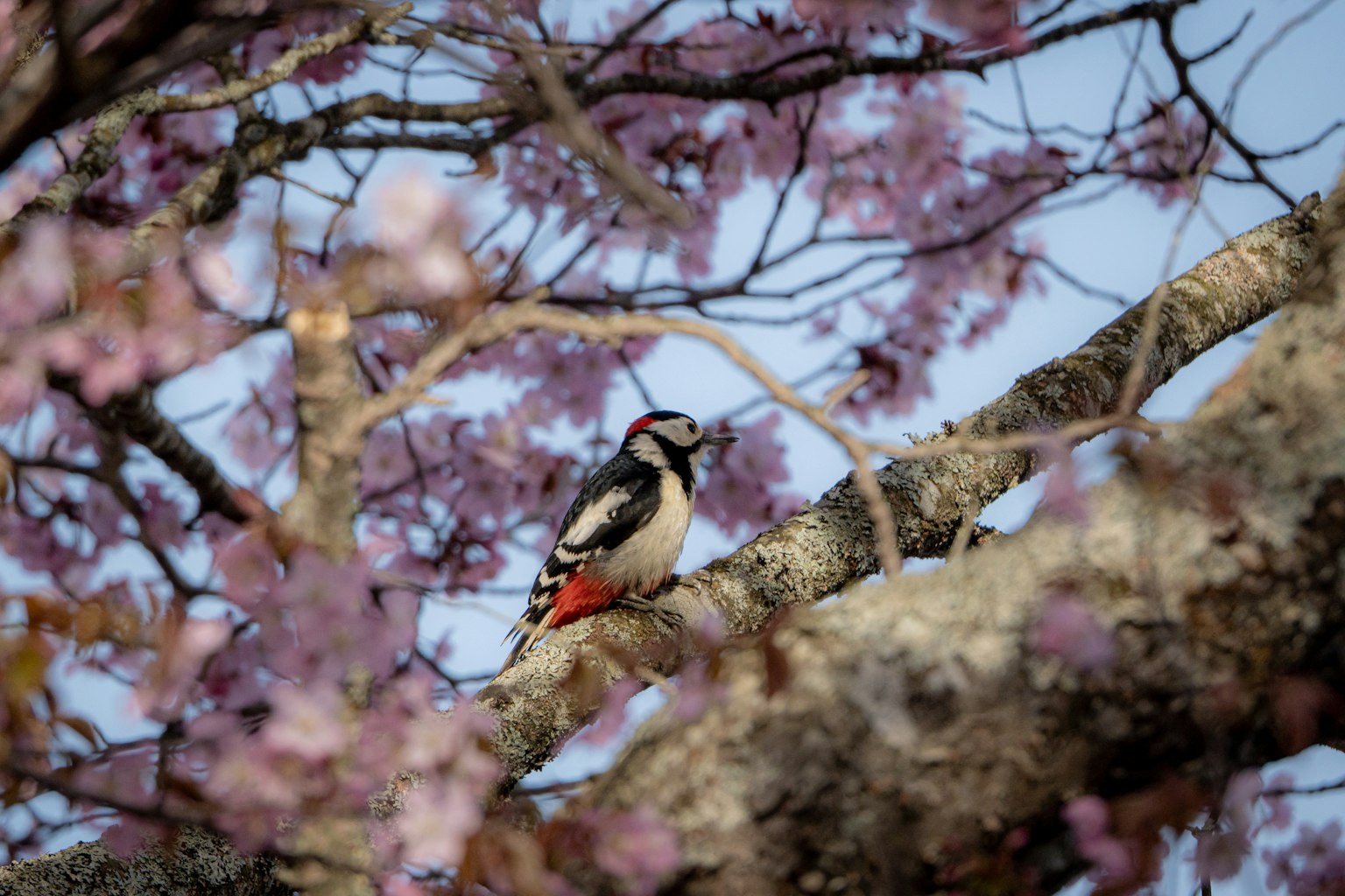 Pájaro carpintero posado entre flores de cerezo