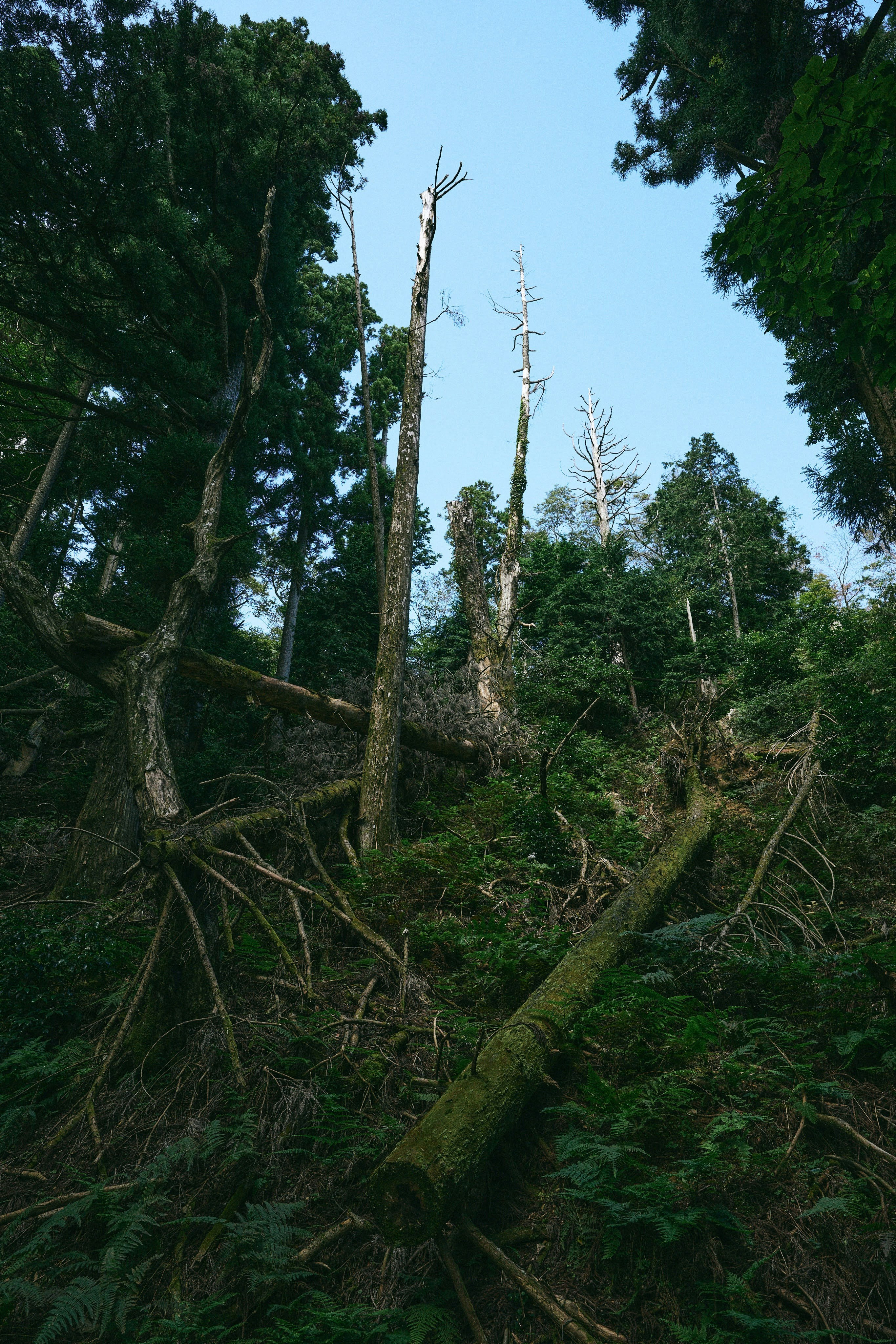 鬱蒼とした熱帯の森で倒木と草が広がる風景