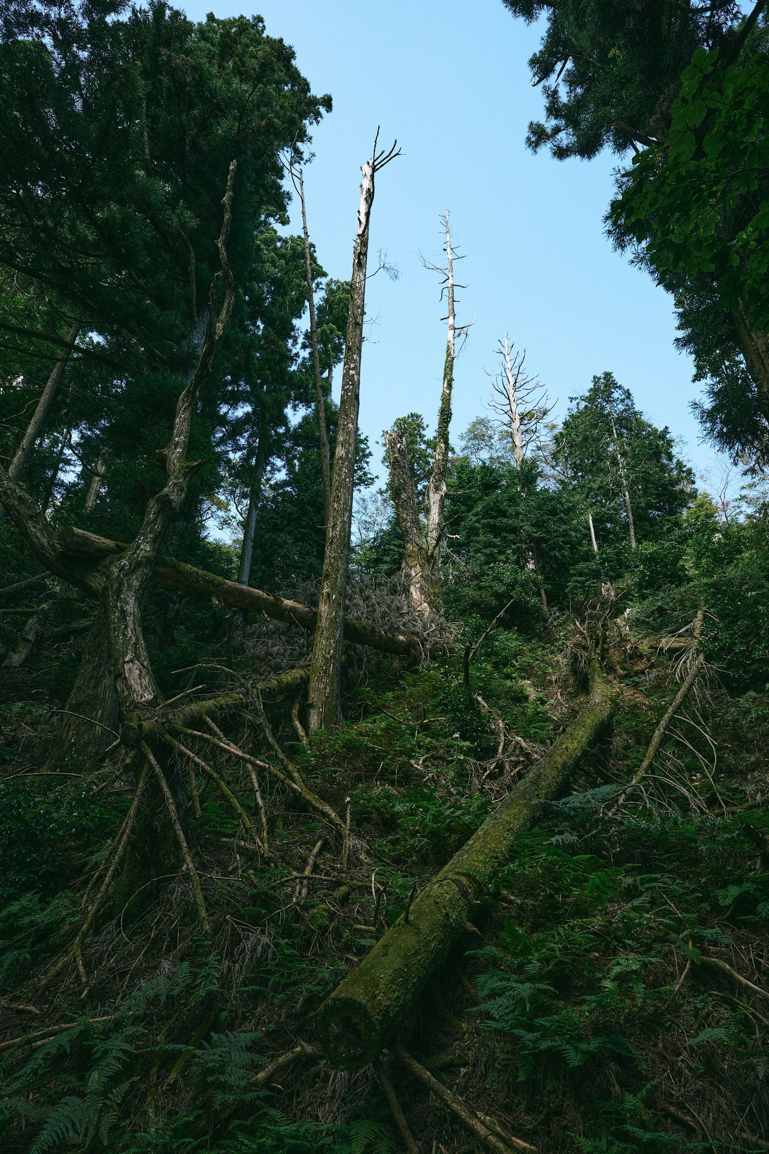 Escena de bosque con árboles caídos y cielo azul