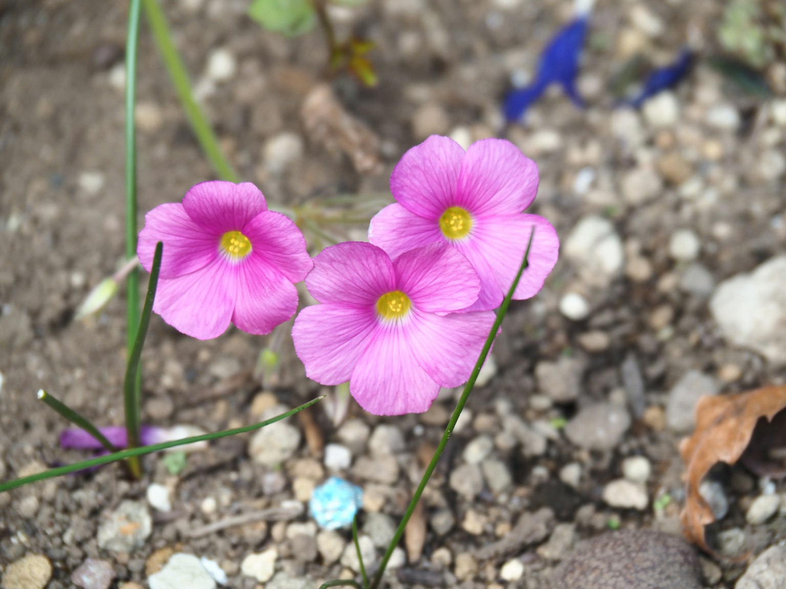 Trois fleurs roses fleurissent dans le sol