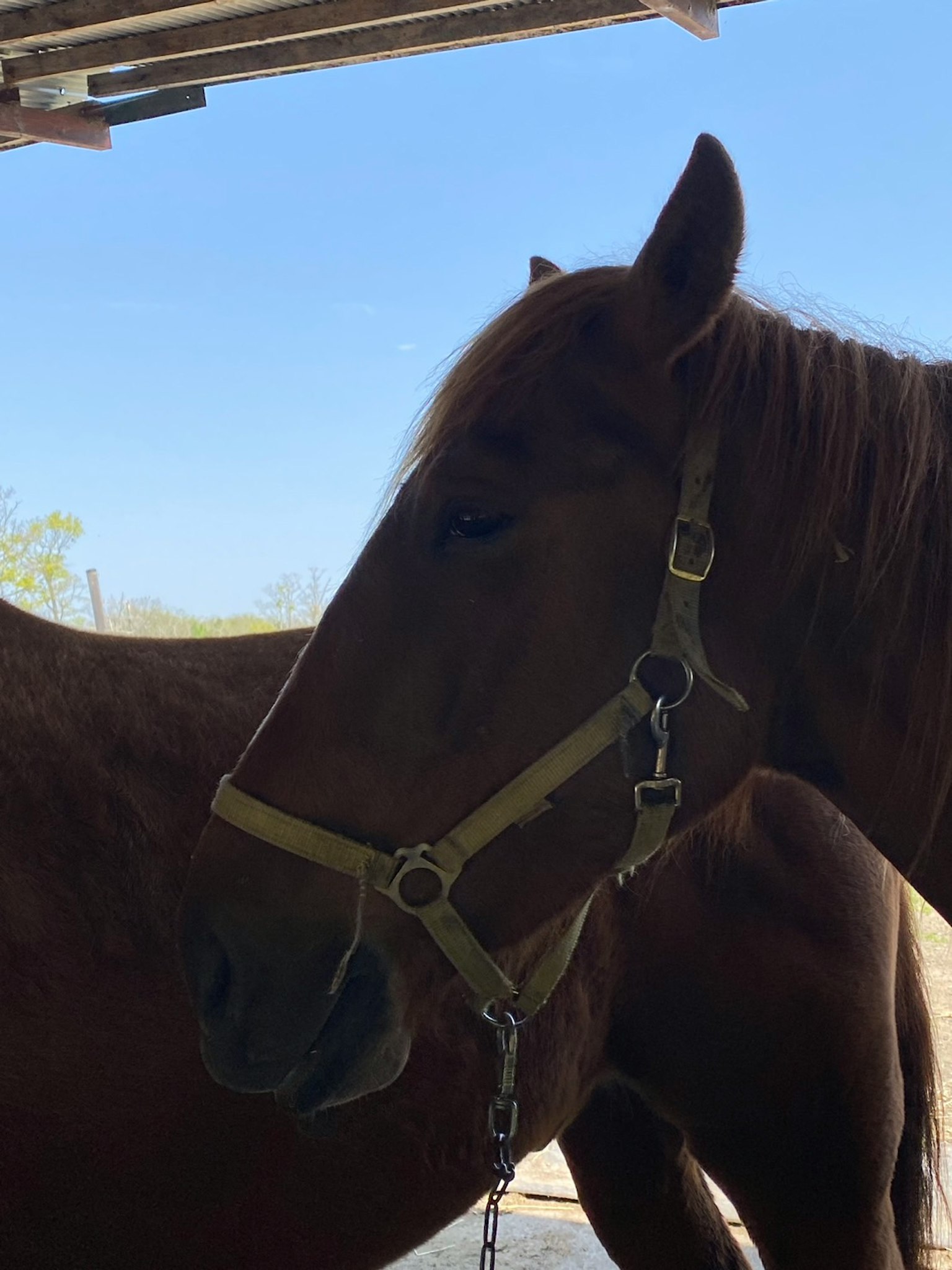 Primo piano del volto di un cavallo marrone sotto un cielo blu chiaro